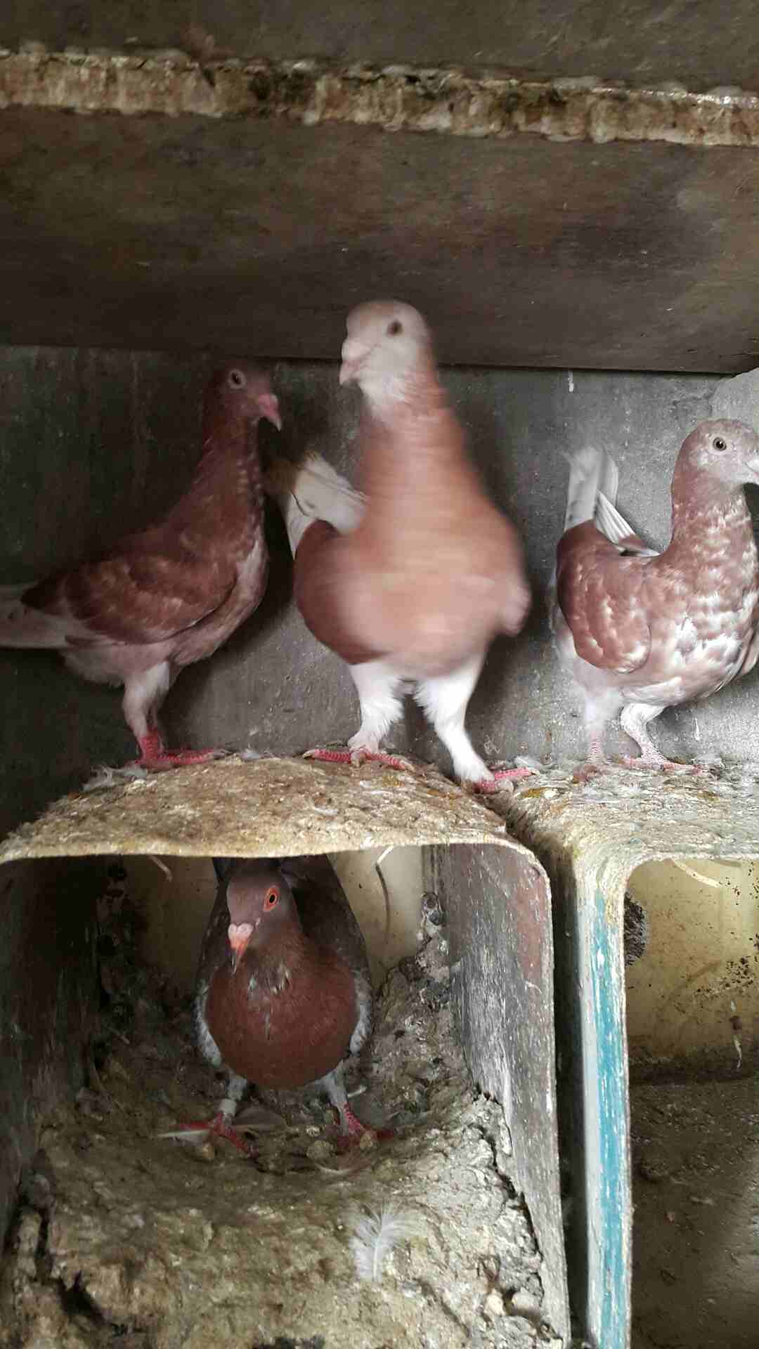 جوز دبسي على منمرة معهم فراخ بسعر حرق                                            


	 				لا تنسَ أنك شاهدت هذا الإعلان في عنكبوت            
	 				
                            السلام عليكم
دبسي ب...