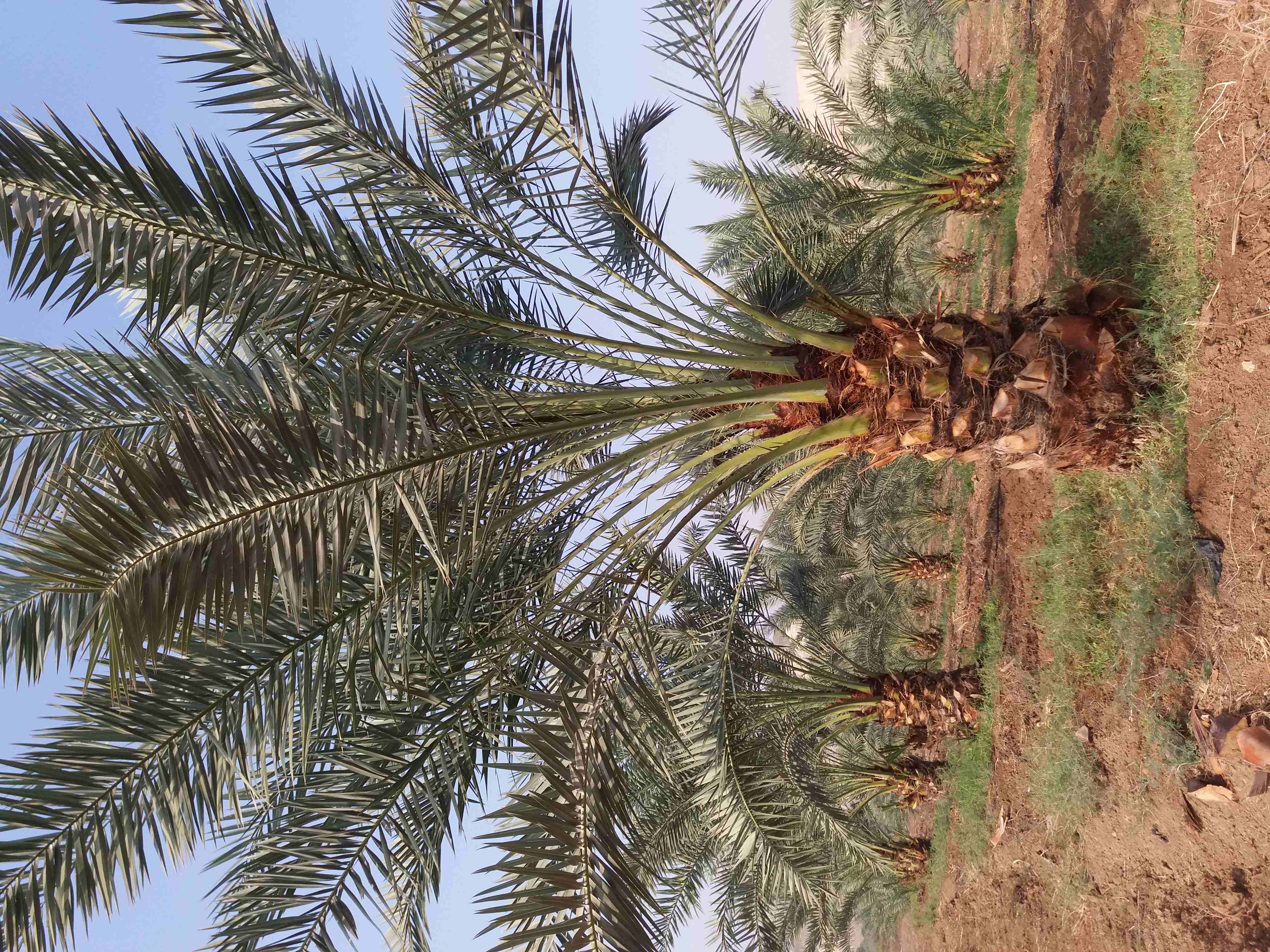 أشجار نخيل مثمر
لا تنسَ أنك شاهدت هذا الإعلان في عنكبوت
برحي.. والشجر مروي مي حلوة يعني ما فيه أي...