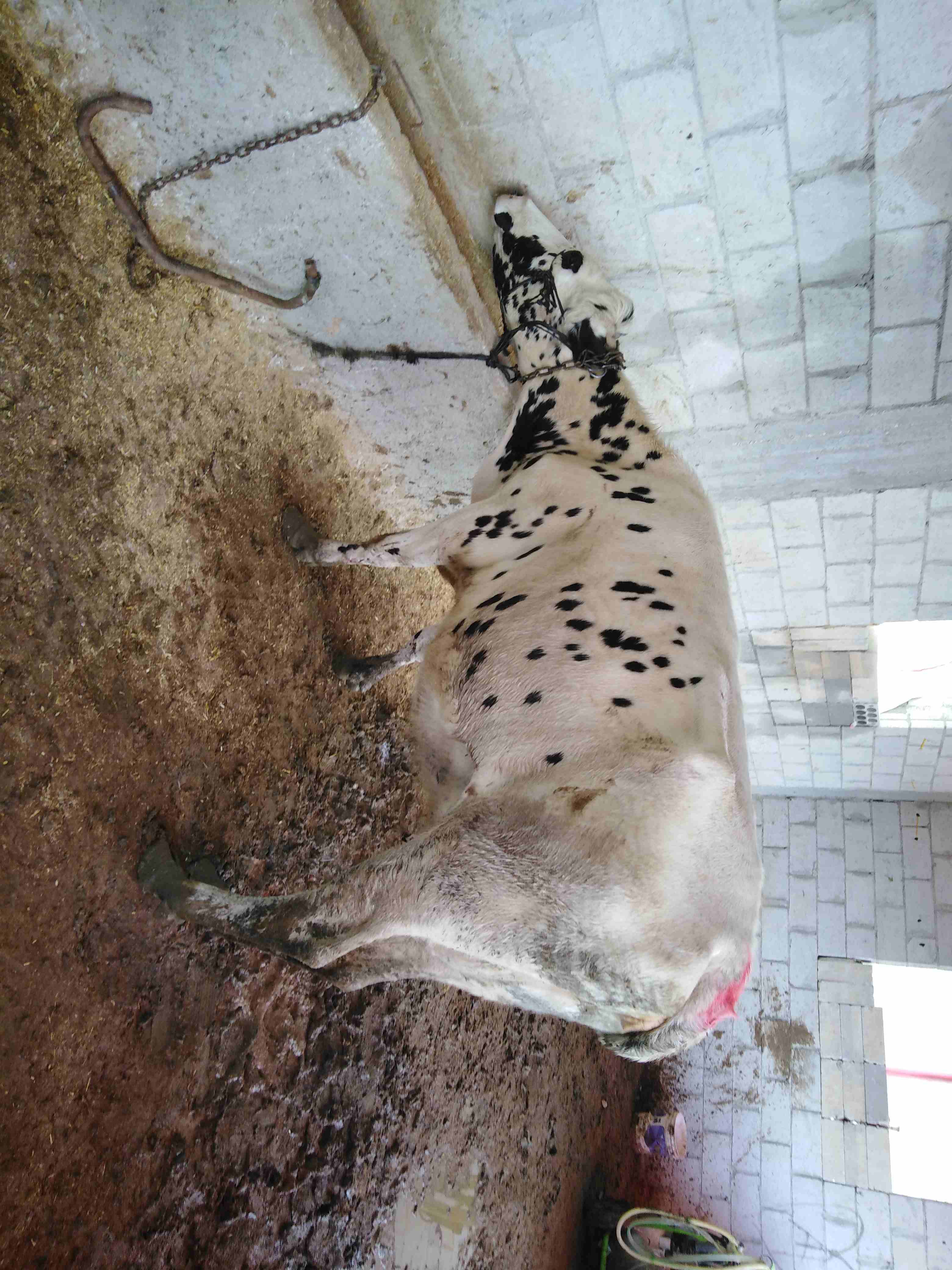 بكيره لحم معها من كل جال حبه                                            


	 				لا تنسَ أنك شاهدت هذا الإعلان في عنكبوت            
	 				
                            بكيره لحم معها من كل جال حبه...