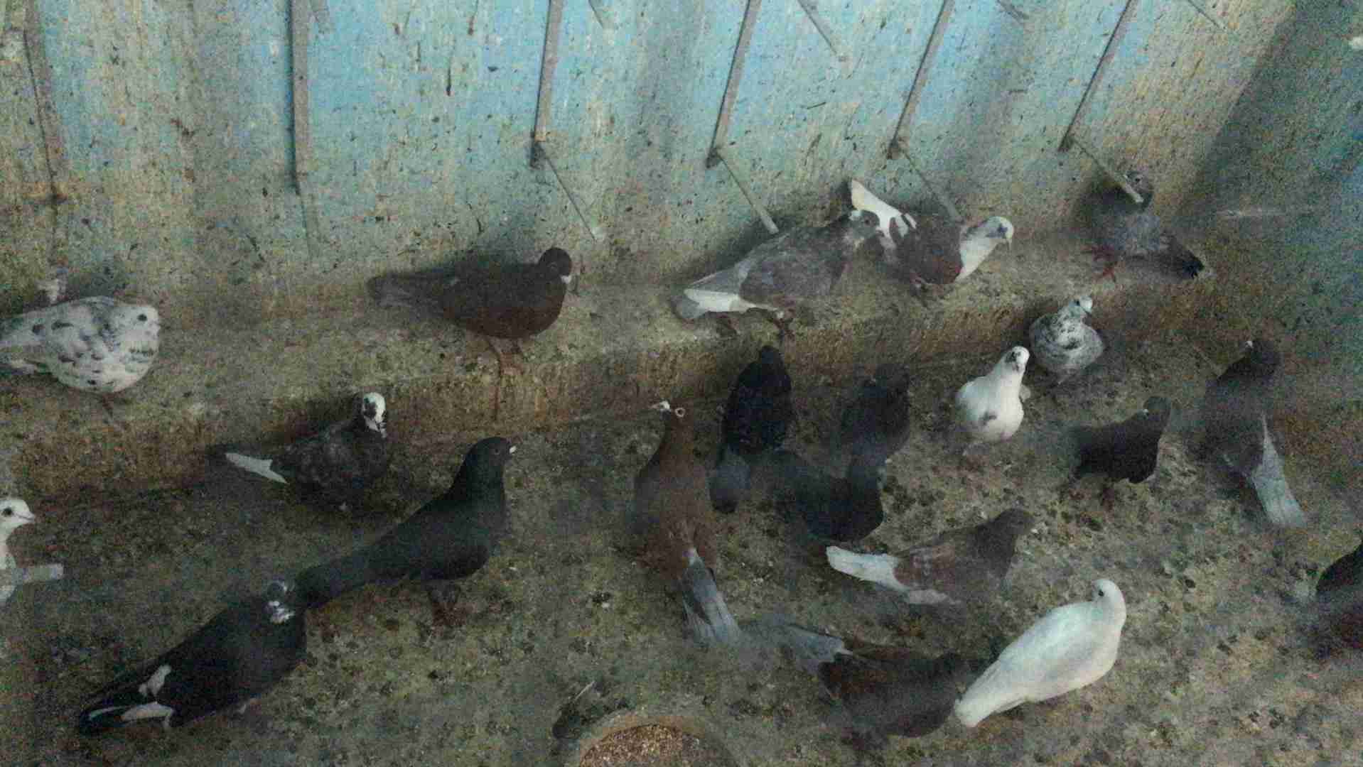 القبطان لبيع الطيور والاسماك ولحيوانات الاليفه ومستلزماتها
لا تنسَ أنك شاهدت هذا الإعلان في عنكبوت...
