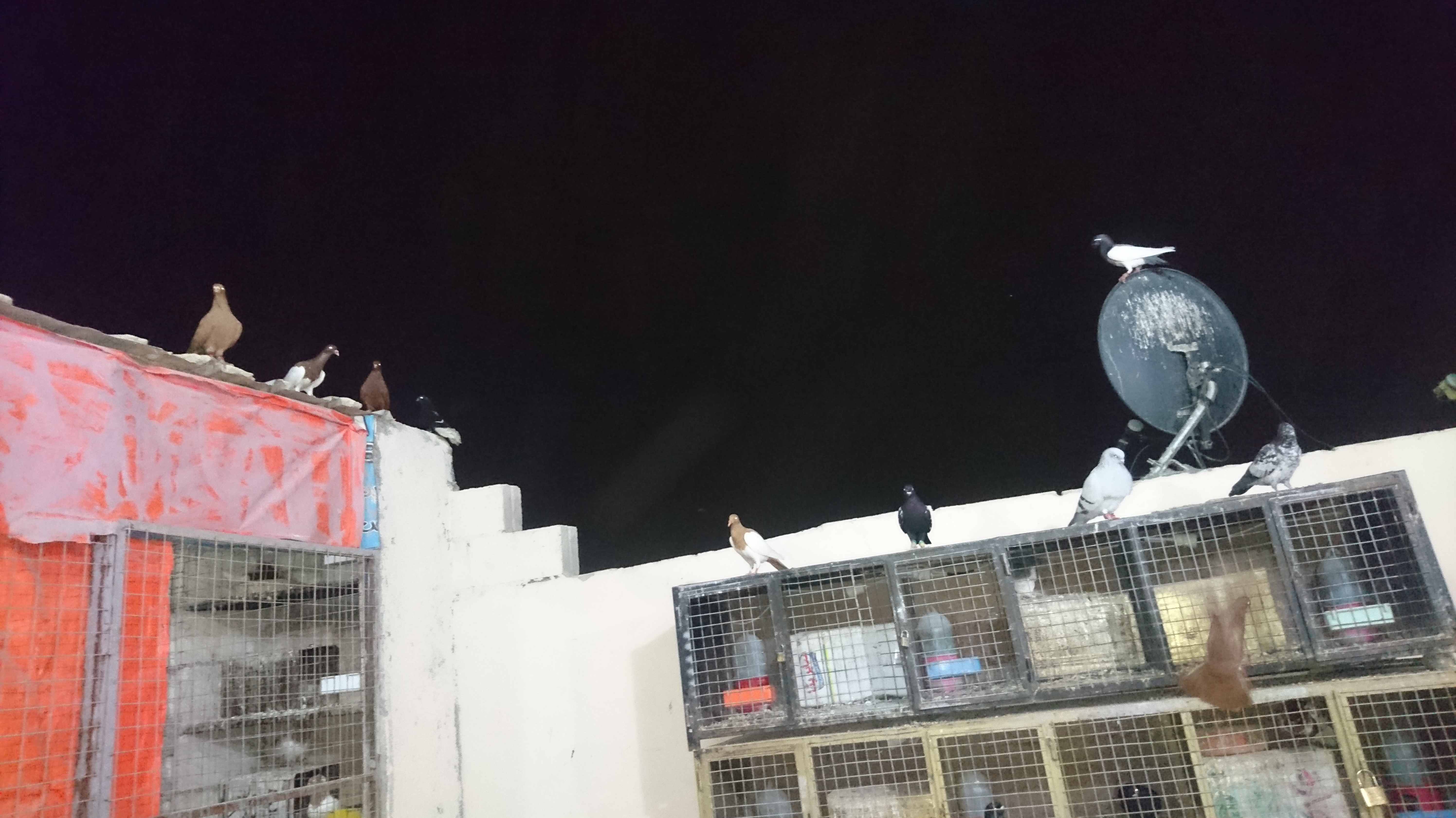 فراخ مكروشات                                            


	 				لا تنسَ أنك شاهدت هذا الإعلان في عنكبوت            
	 				
                                موجود جواز وكله تحته فراخ للبيع 
الفراخ...