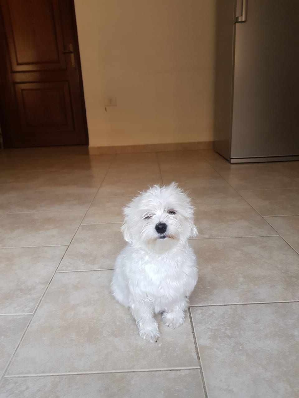 Imported maltese
لا تنسَ أنك شاهدت هذا الإعلان في عنكبوت
Imported Maltese Dogs
The parents h...