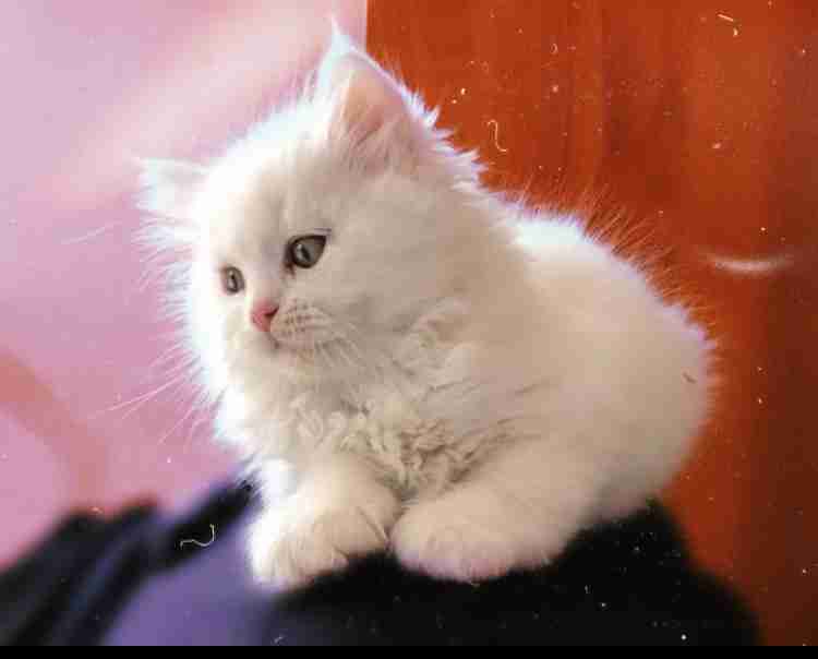 3 Vaccinated kittens
لا تنسَ أنك شاهدت هذا الإعلان في عنكبوت
Hello, if you are interested in...