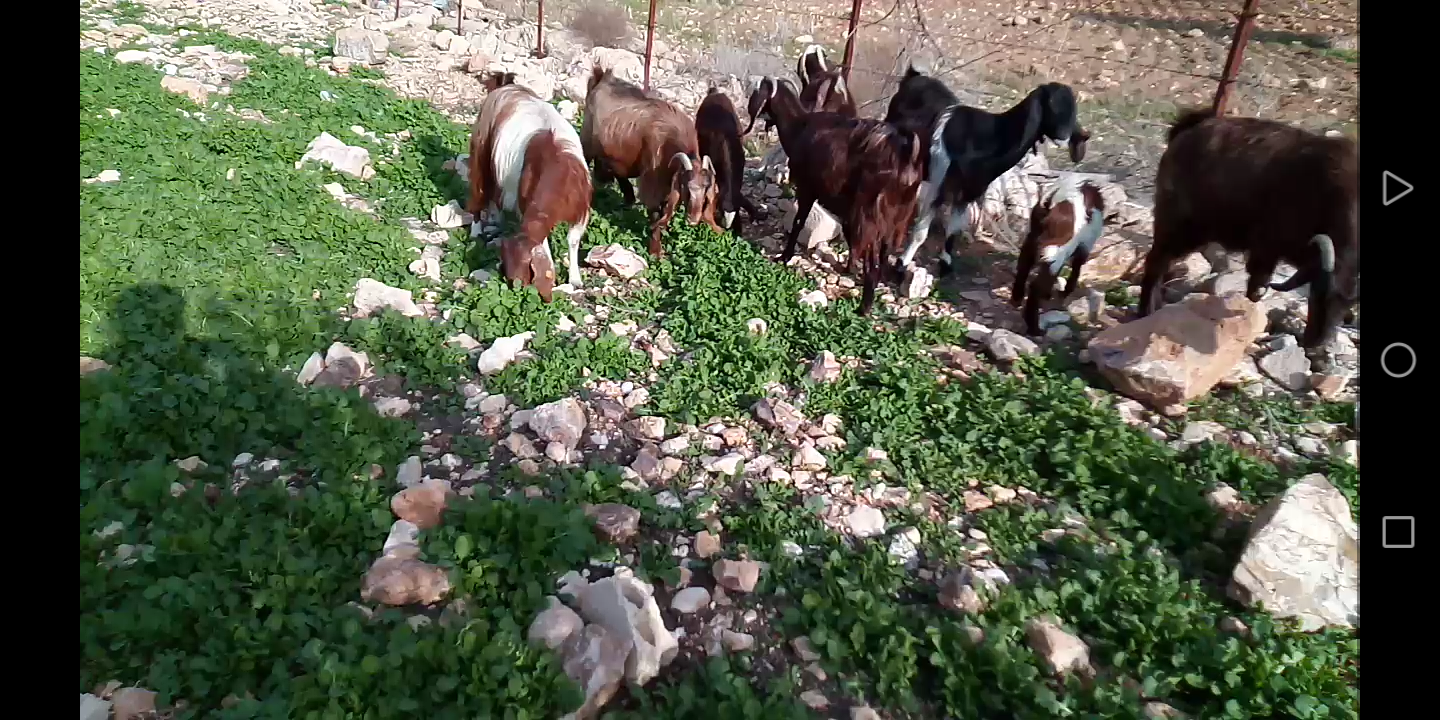 بسم الله الرحمن الرحيم 9 معز نخب مواليد عز المقنوه اذكر الله
لا تنسَ أنك شاهدت هذا الإعلان في عنكبوت...