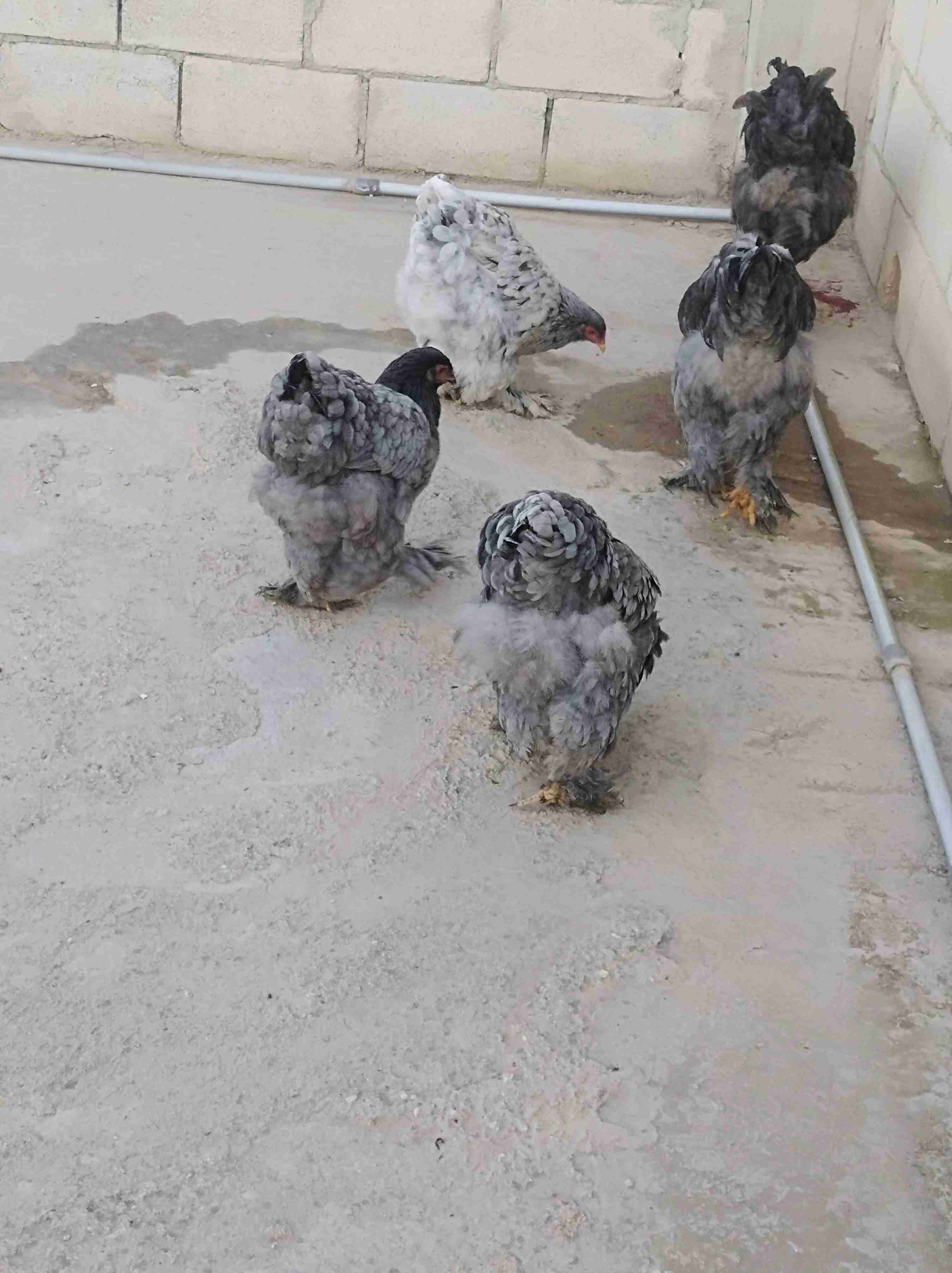 جاج براهمي سوبر جامبو للبيع أو للبدل على جاج بلدي 0772032530
لا تنسَ أنك شاهدت هذا الإعلان في عنكبوت...