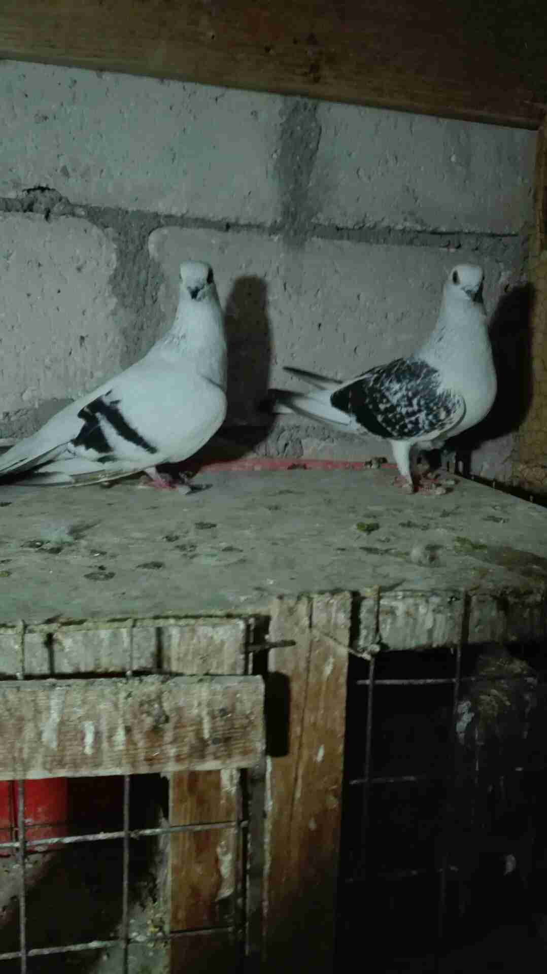 خمسه جواز حمام للبيع في الزرقاء كله شغال إنشاء الله                                            


	 				لا تنسَ أنك شاهدت هذا الإعلان في عنكبوت            
	 				
                                خ...