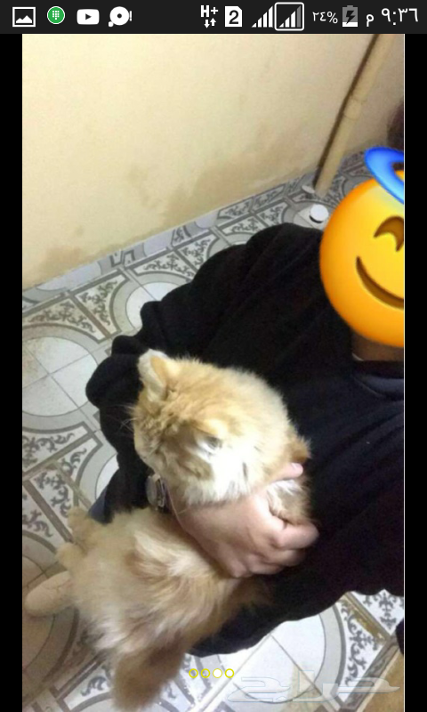 ذكر صغير ست شهور شيرازي بيور ايراني شعر كثيف بيرشن اطراف قصيرة لعوب وحنون مطعم
لا تنسَ أنك شاهدت هذا الإعلان في عنكبوت...