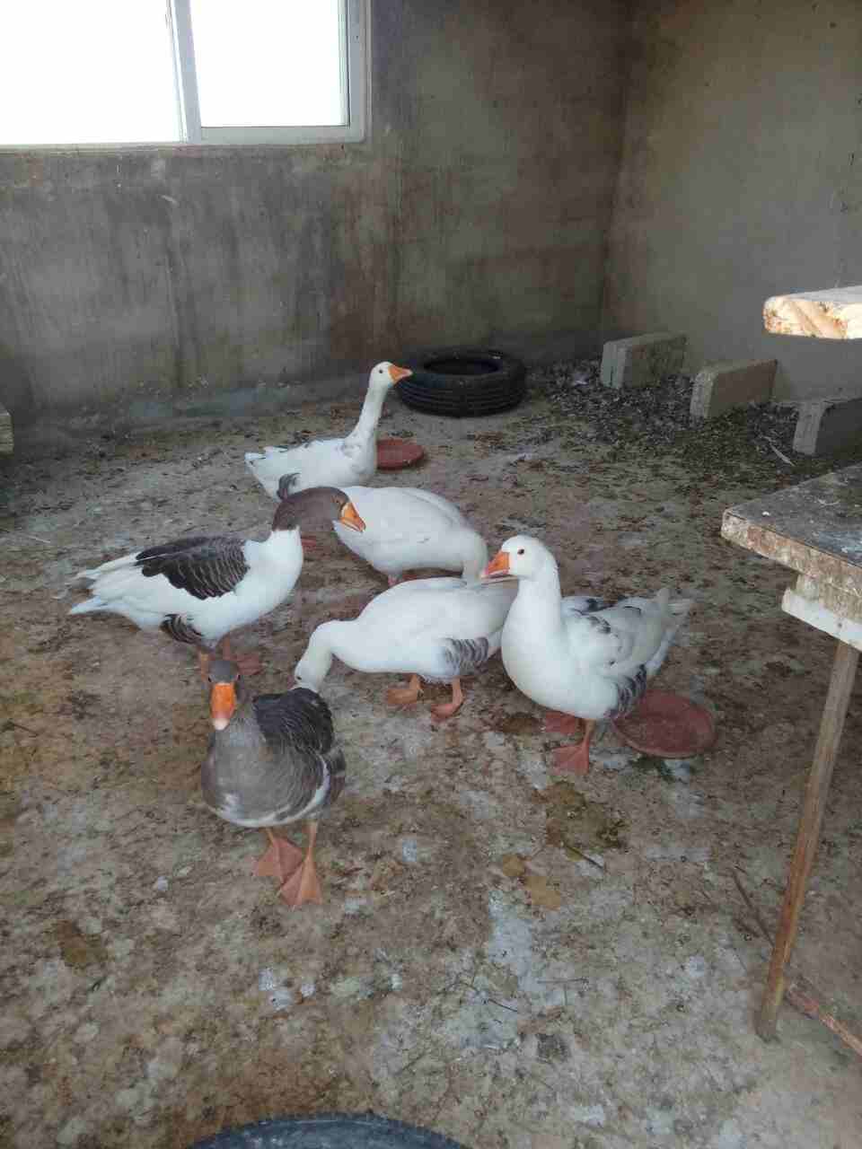 اوز جامبو
لا تنسَ أنك شاهدت هذا الإعلان في عنكبوت
للبيع 6وزات ذكر وانثى و 4 فراخ عمر الحبه 9 شهو...
