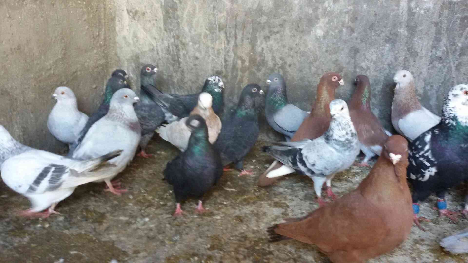 حمام للبيع                                            


	 				لا تنسَ أنك شاهدت هذا الإعلان في عنكبوت            
	 				
                                للبيع 47 طير مشكله فيها اجواز وكش البيع كو...