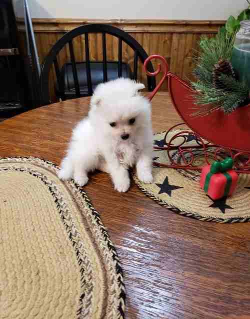 White Pomeranian puppies Looking for good home
لا تنسَ أنك شاهدت هذا الإعلان في عنكبوت
1 female a...