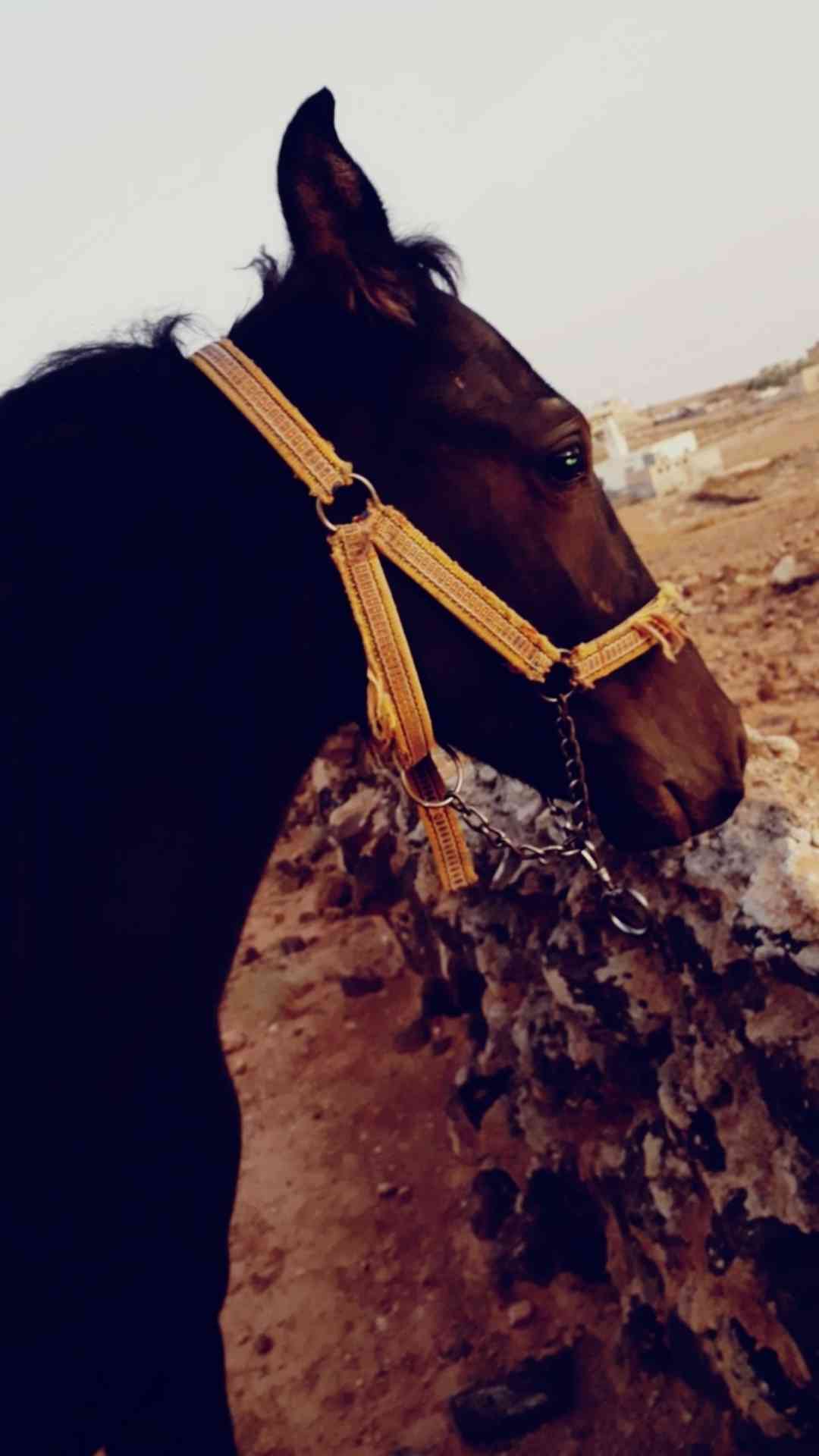 مهر للبيع بّدِاْعيَ الُسِفَرَ
لا تنسَ أنك شاهدت هذا الإعلان في عنكبوت
صلي على الُنَبّيَ مٌُهر...