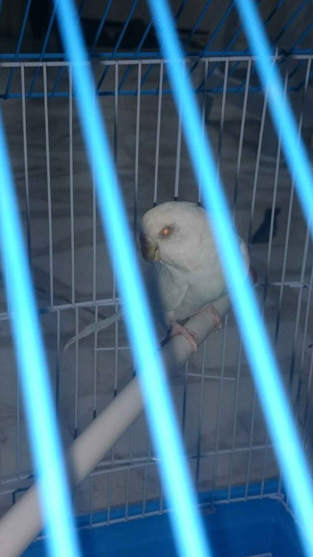 جوز مع فراخ و بيض
لا تنسَ أنك شاهدت هذا الإعلان في عنكبوت
جوز حب مع 4 فراخ مفطومات و اليوم با...