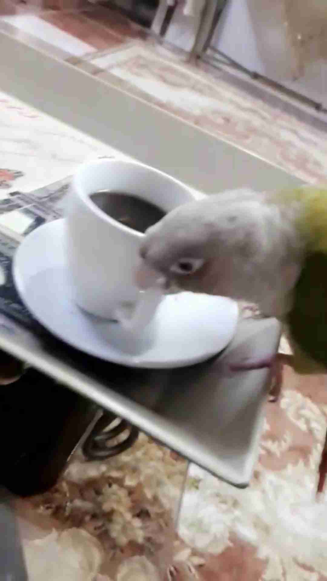 كنيور أناناس وليف جداجدا مايعض ابدابدا للبيع
لا تنسَ أنك شاهدت هذا الإعلان في عنكبوت
أقدم لكم...