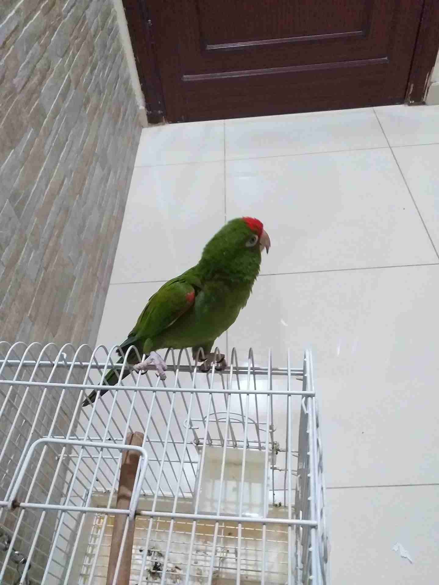 ببغاء ريد مسك اليف                                            


	 				لا تنسَ أنك شاهدت هذا الإعلان في عنكبوت            
	 				
                                يتكلم السلام عليكم .بابا.مين يضحك....