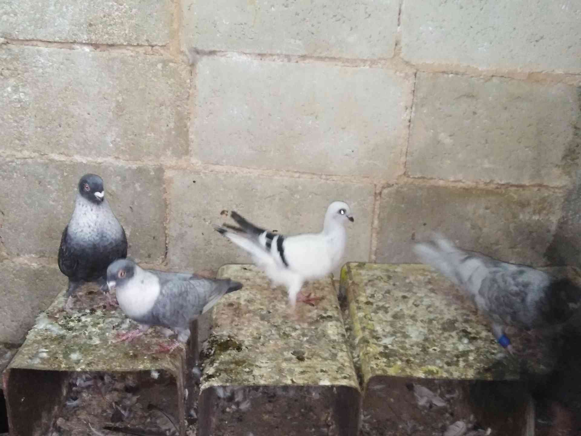 حمام للبيع
لا تنسَ أنك شاهدت هذا الإعلان في عنكبوت
بسم الله الرحمن الرحيم
9 طيور فيهم جةزين ج...