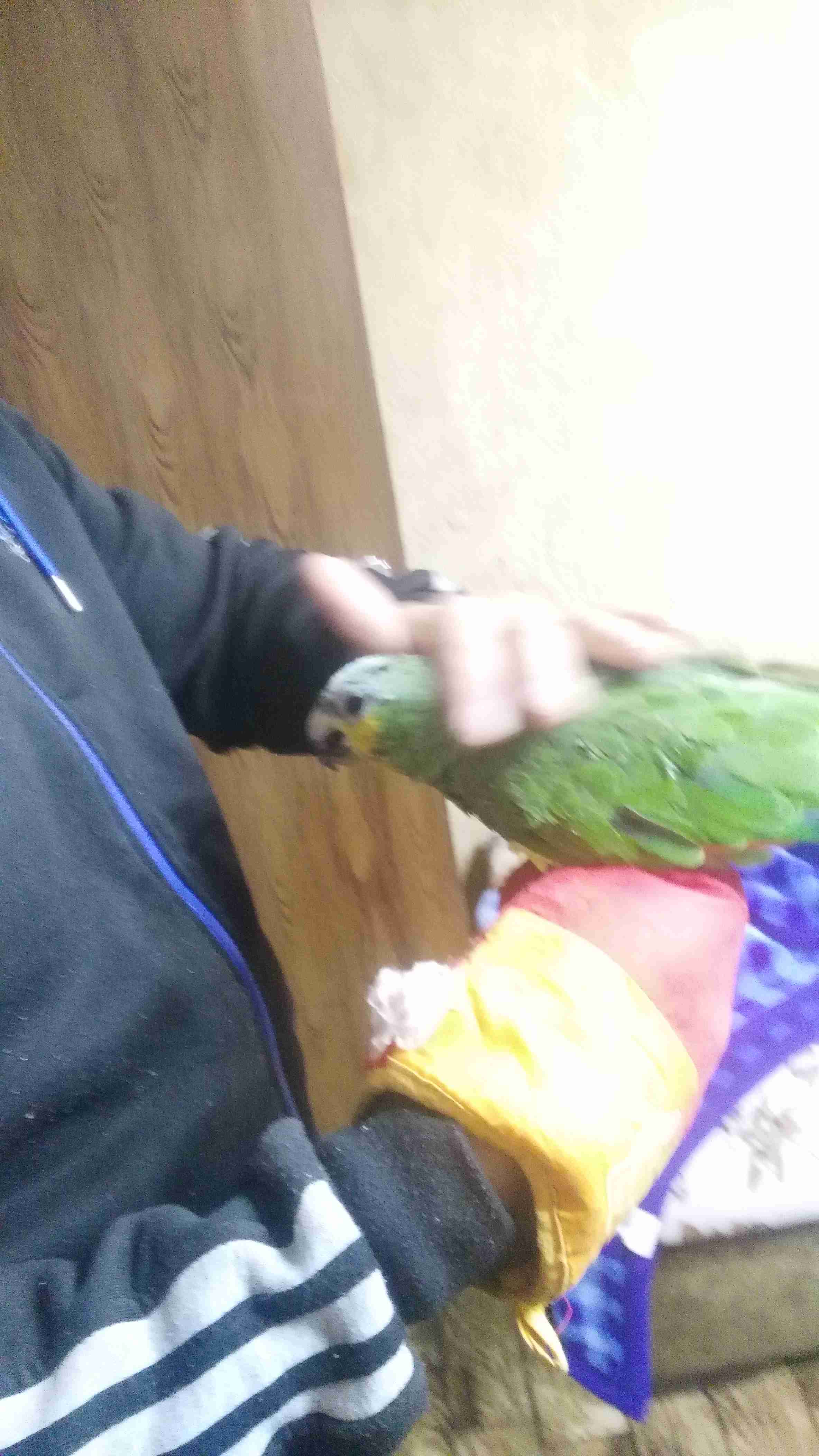 امازوني مع قفص وكاله بسعر الفجل
لا تنسَ أنك شاهدت هذا الإعلان في عنكبوت
امازوني نص اليف بصفر...