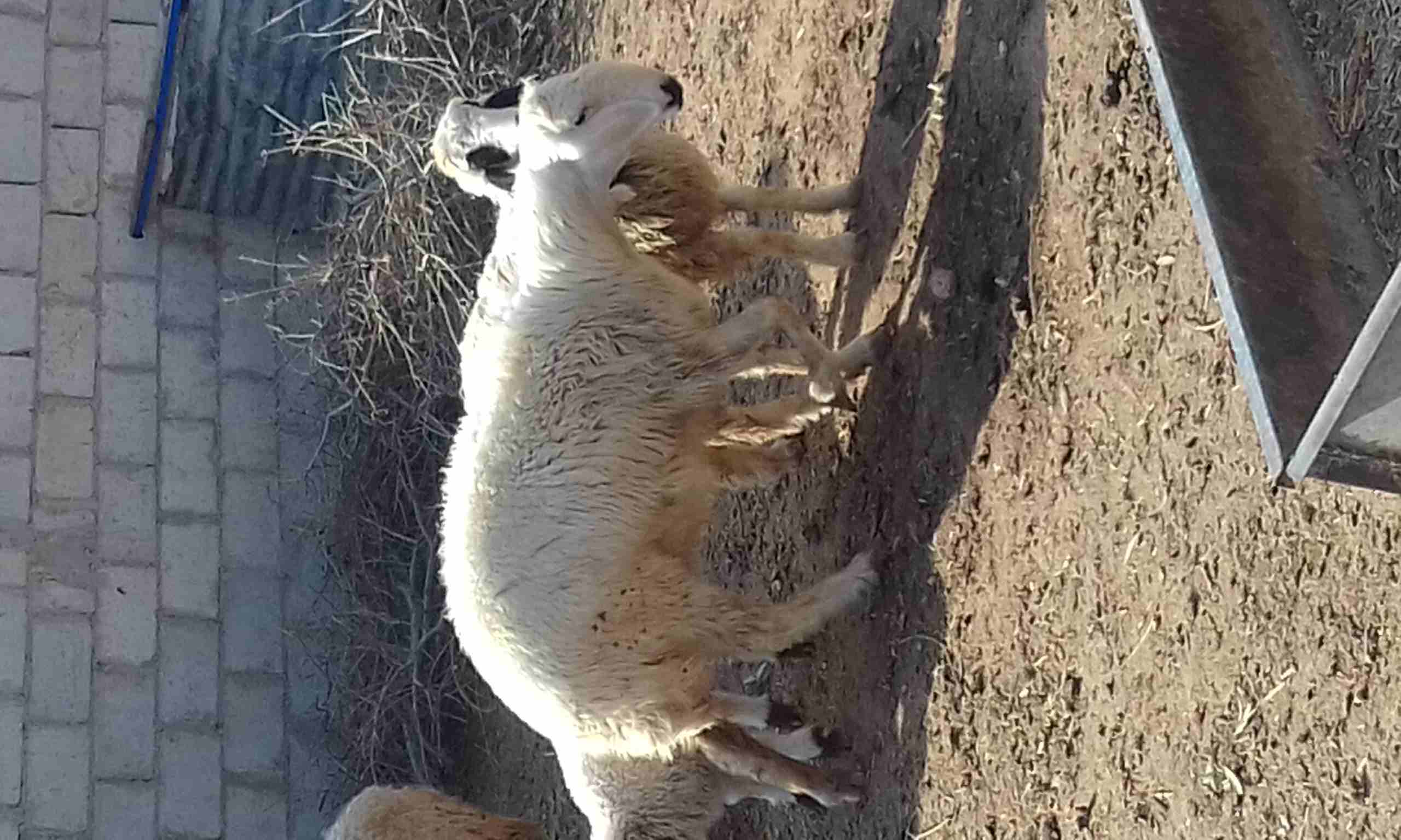 قبرصي مهجن على نجدي
لا تنسَ أنك شاهدت هذا الإعلان في عنكبوت
ثنيه عشار شهر من كبش نجدي اصيل وبنتها...
