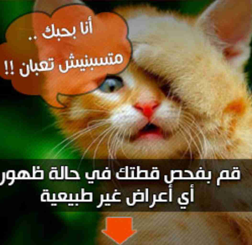 طبيب بيطري اخصائي حيوانات أليفة للعلاج القطط                                            


	 				لا تنسَ أنك شاهدت هذا الإعلان في عنكبوت            
	 				
                                إذا لاحظ...