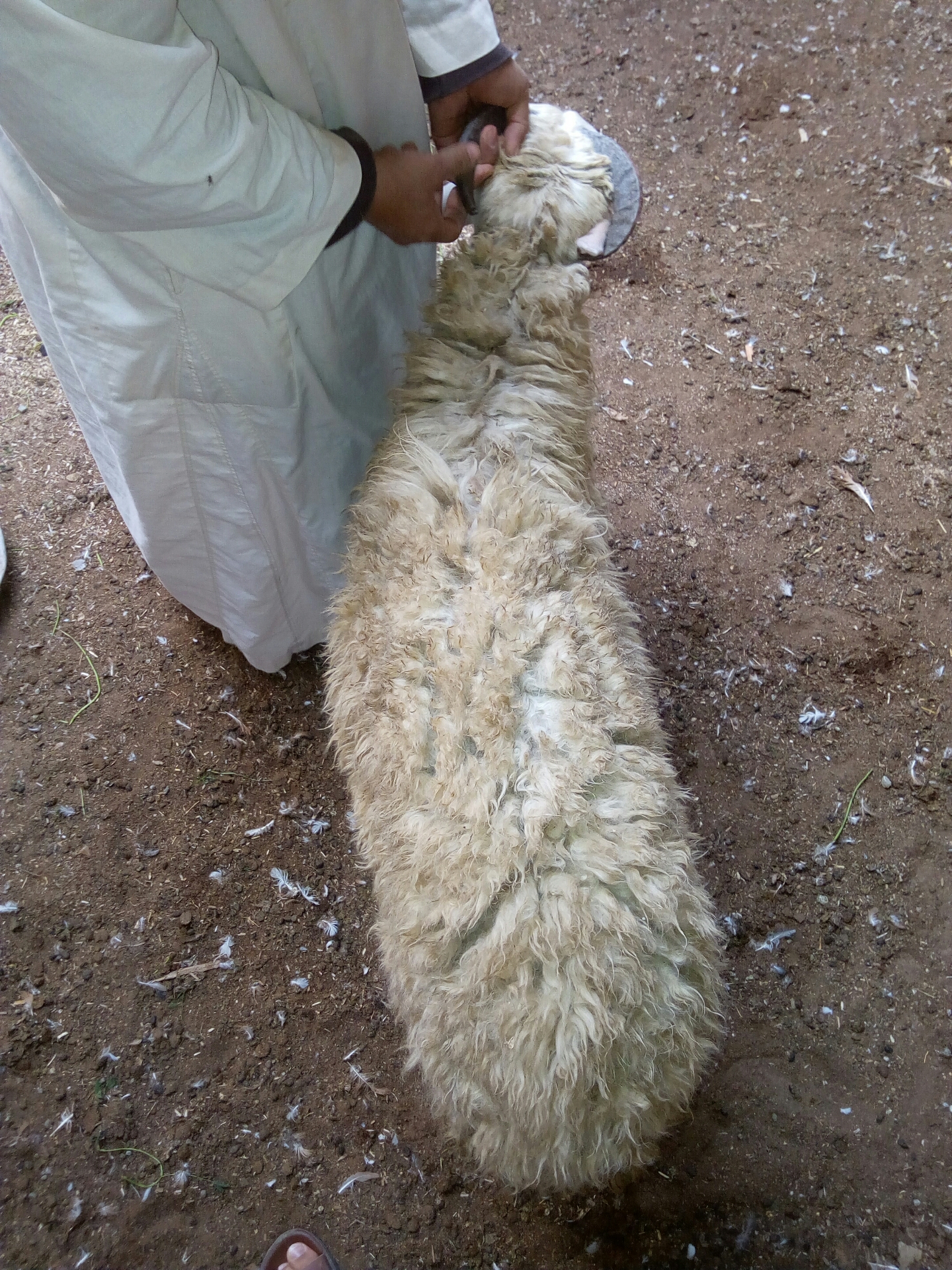 2 خروف كبار لسه مكسروش                                            


	 				لا تنسَ أنك شاهدت هذا الإعلان في عنكبوت            
	 				
                                2 خروف كبار لسه لبانه يدخلوا ع...