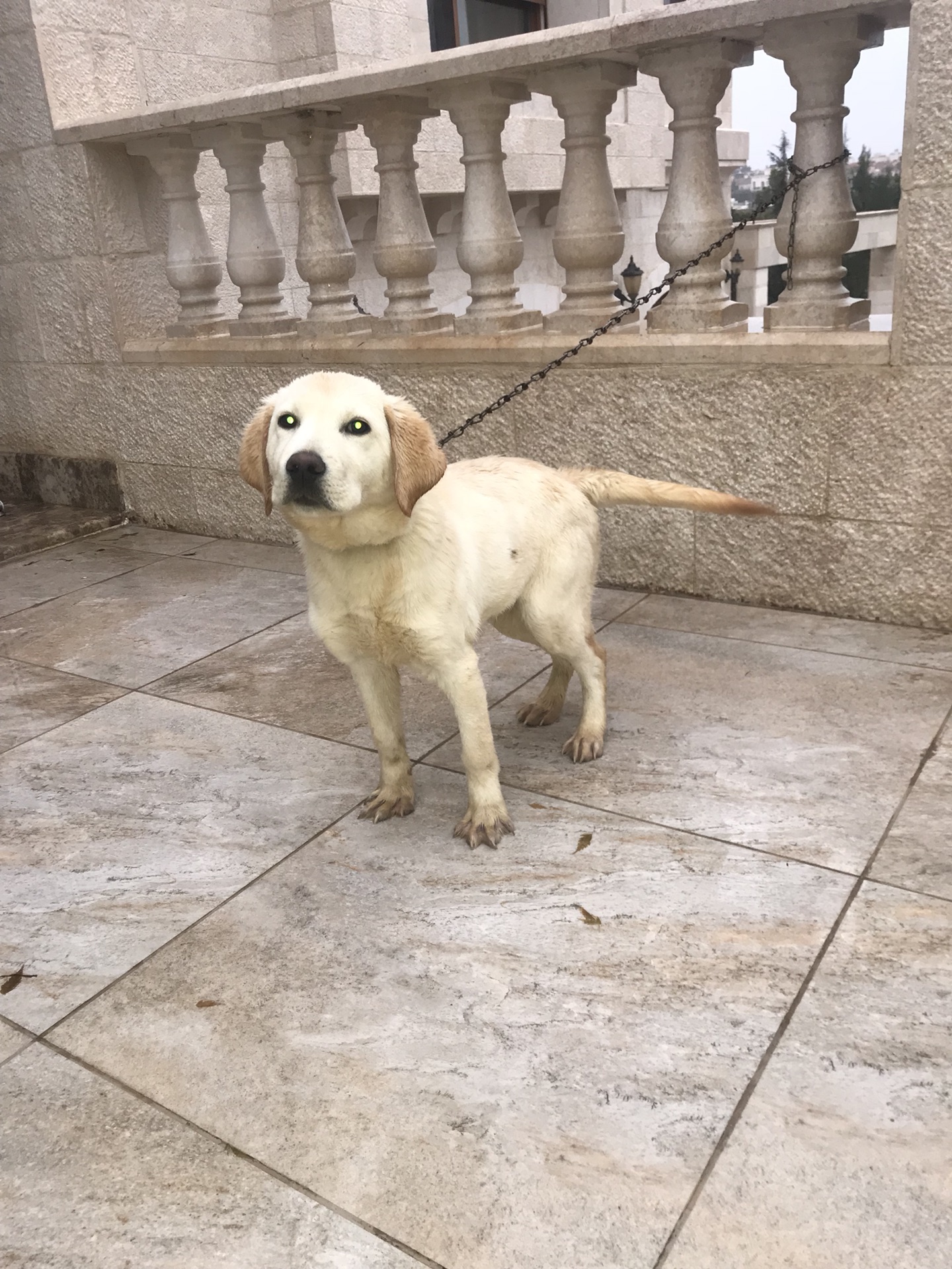 100% pure Labrador Retriever puppy for sale
لا تنسَ أنك شاهدت هذا الإعلان في عنكبوت
6 months...