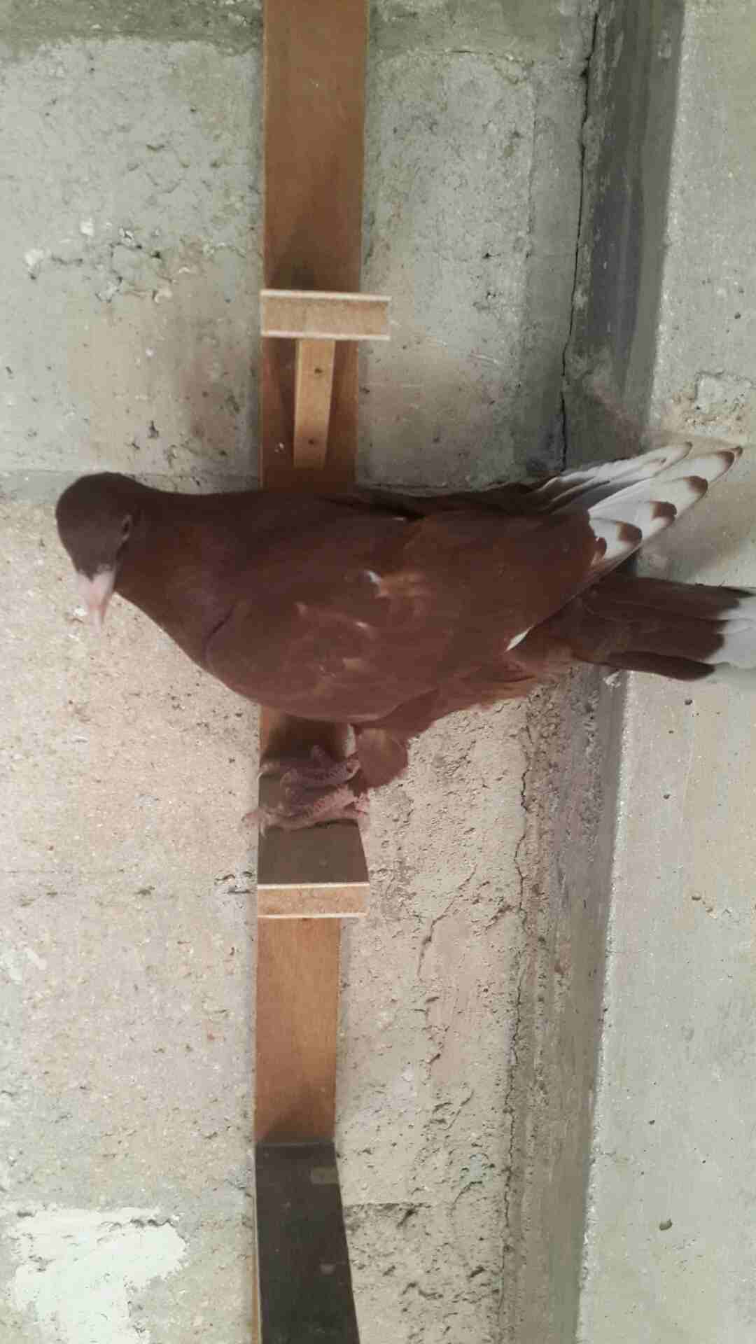 الزرقاء
لا تنسَ أنك شاهدت هذا الإعلان في عنكبوت
يوجد كوم فراخ فطم جديد وبواقي للبيع هاتف 07965135...