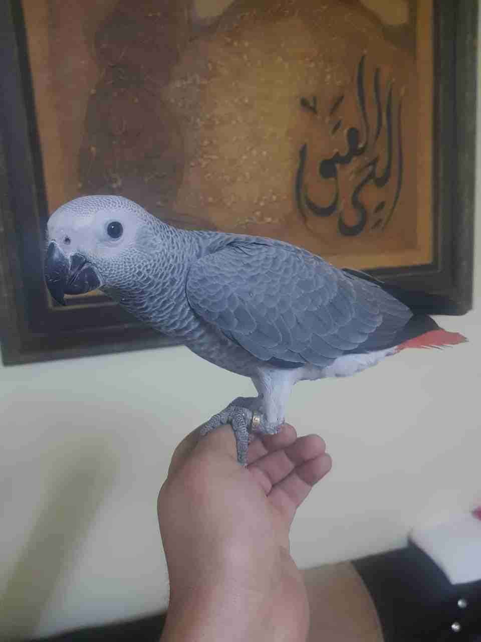 فرخ كاسكو للبيع
لا تنسَ أنك شاهدت هذا الإعلان في عنكبوت
فرخ كاسكو حجل ذهبي راس طير عمره من 5 الى...