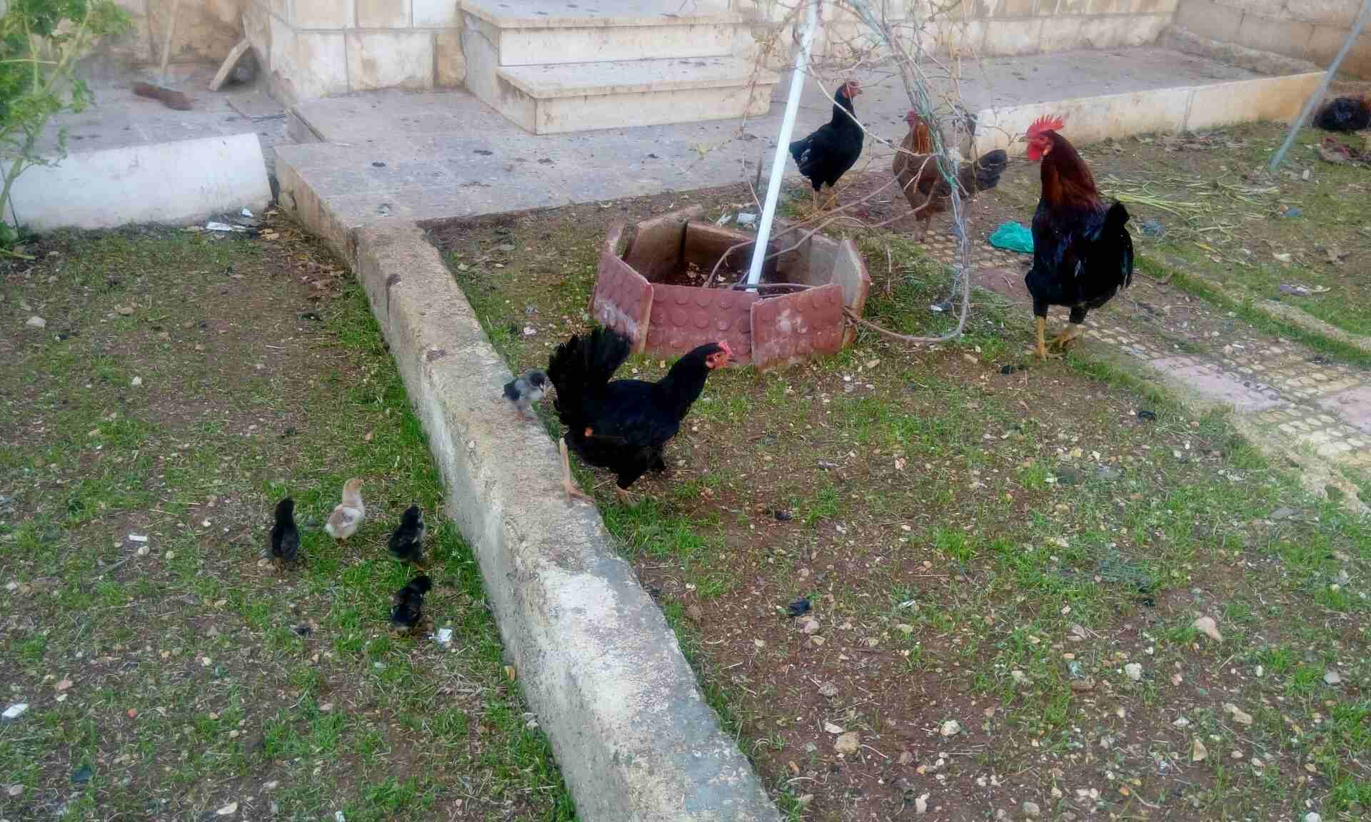 ديك وثلاث جاجات بياضات مع صيصانهم
لا تنسَ أنك شاهدت هذا الإعلان في عنكبوت
ديك وثلاث جاجات بياضات...
