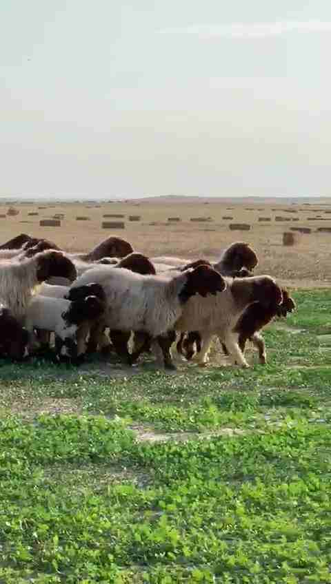 غنم نعيم صنف
لا تنسَ أنك شاهدت هذا الإعلان في عنكبوت
غنم نعيم صنف دفيع مراح
العدد 56 راس
فحل 1...