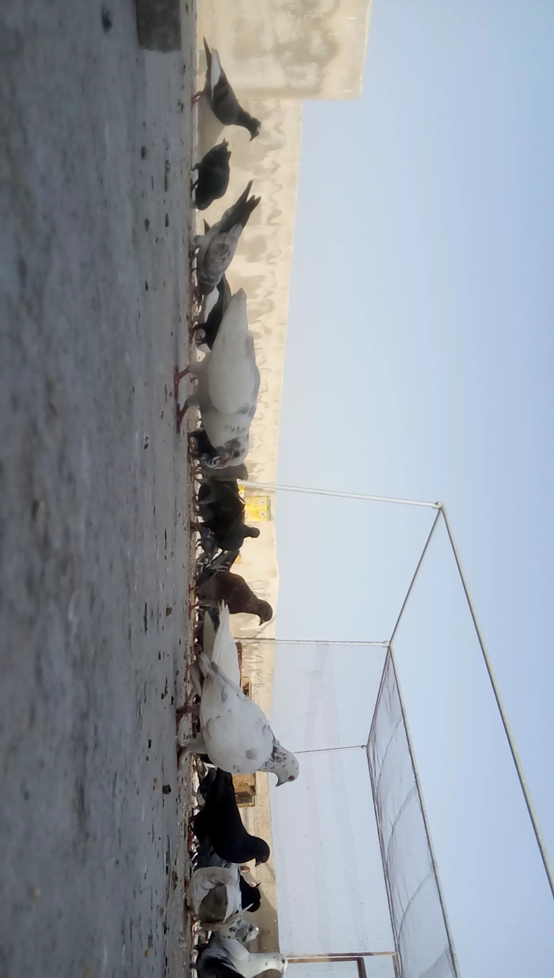 اوز جامبو
لا تنسَ أنك شاهدت هذا الإعلان في عنكبوت
للبيع 6وزات ذكر وانثى و 4 فراخ عمر الحبه 9 شهو...