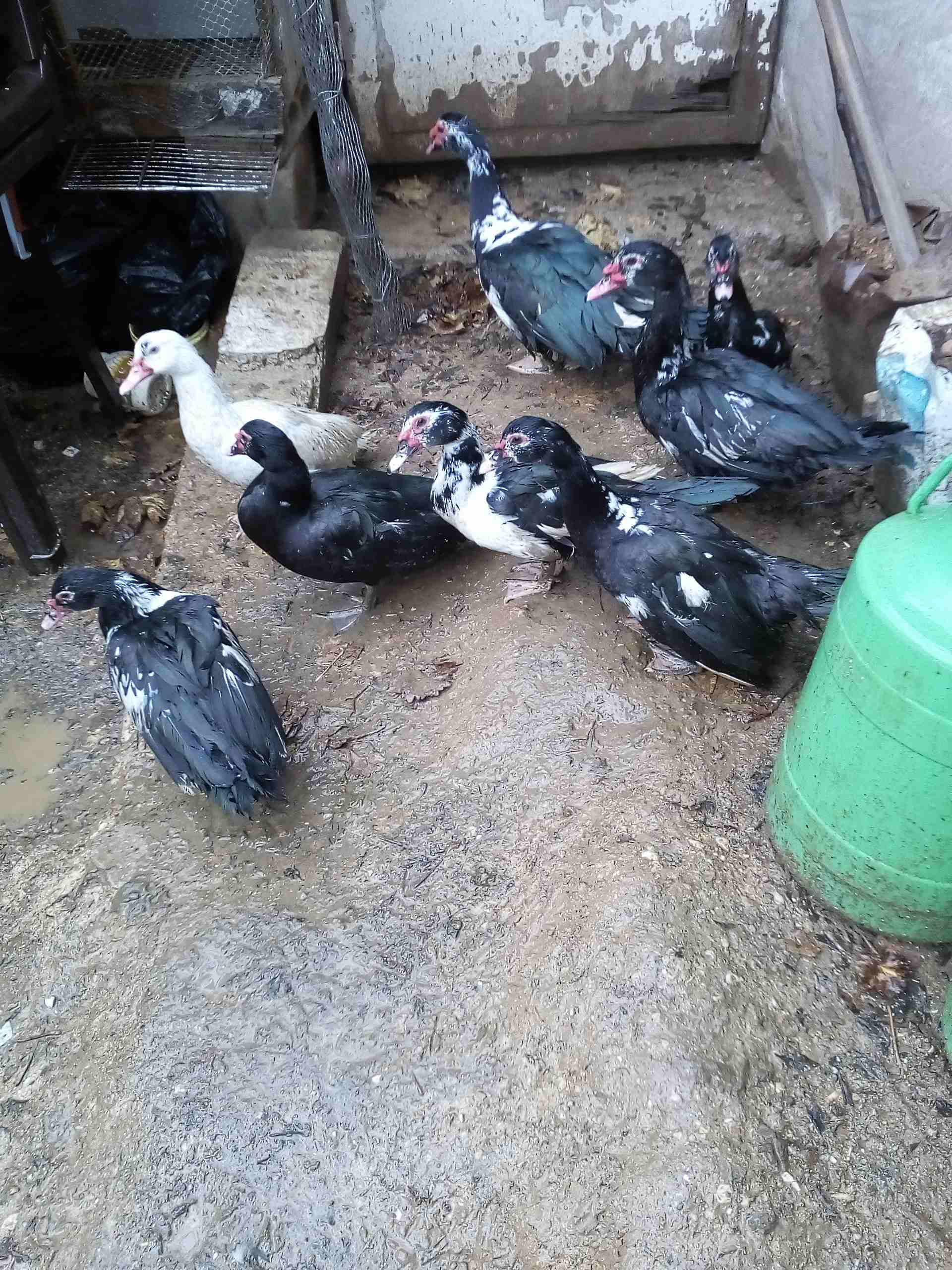 يوجد بط للبيع
لا تنسَ أنك شاهدت هذا الإعلان في عنكبوت
يوجد بط مكسوفي عدد8حبات ذكرين و6اناثي
صحة...