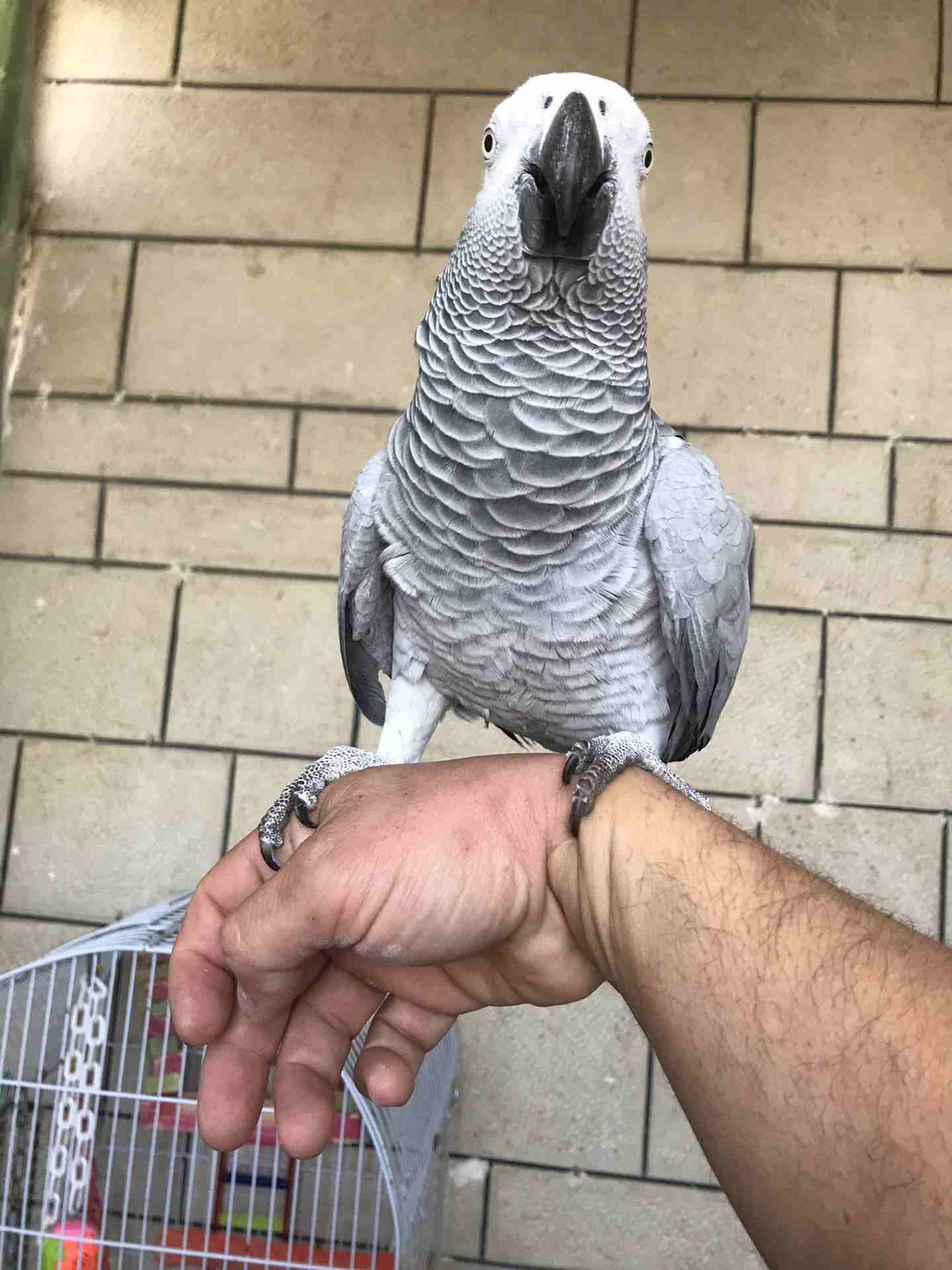 كاسكو عدد 2 للبيع
لا تنسَ أنك شاهدت هذا الإعلان في عنكبوت
كاسكو لون ثلجي بحكي 30 كلمه 370 دينار
ك...