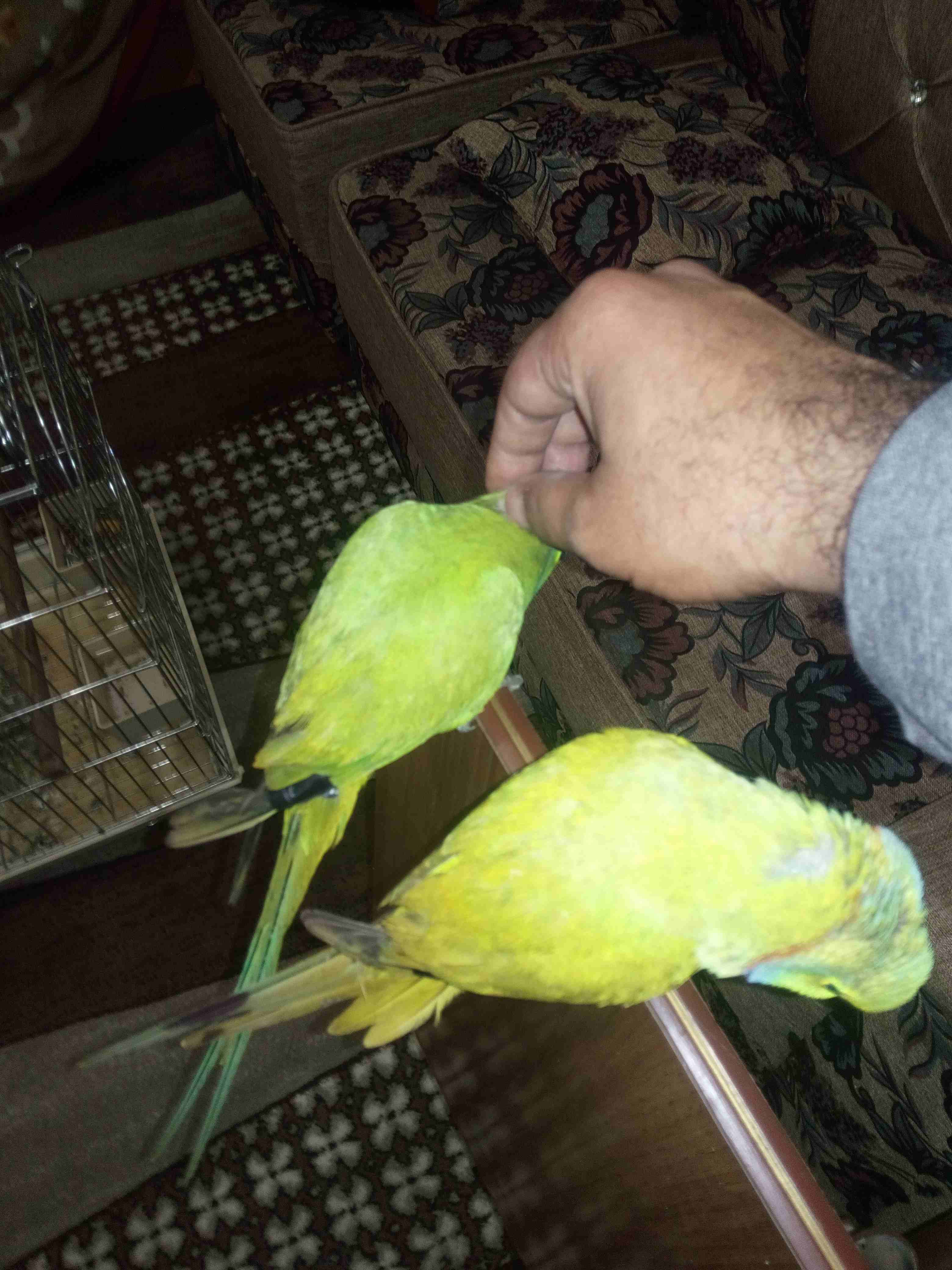 ببغاء درة                                            


	 				لا تنسَ أنك شاهدت هذا الإعلان في عنكبوت            
	 				
                            موجود ثلاث فحول درة طوق كامل نصف اليف بدو شوية...