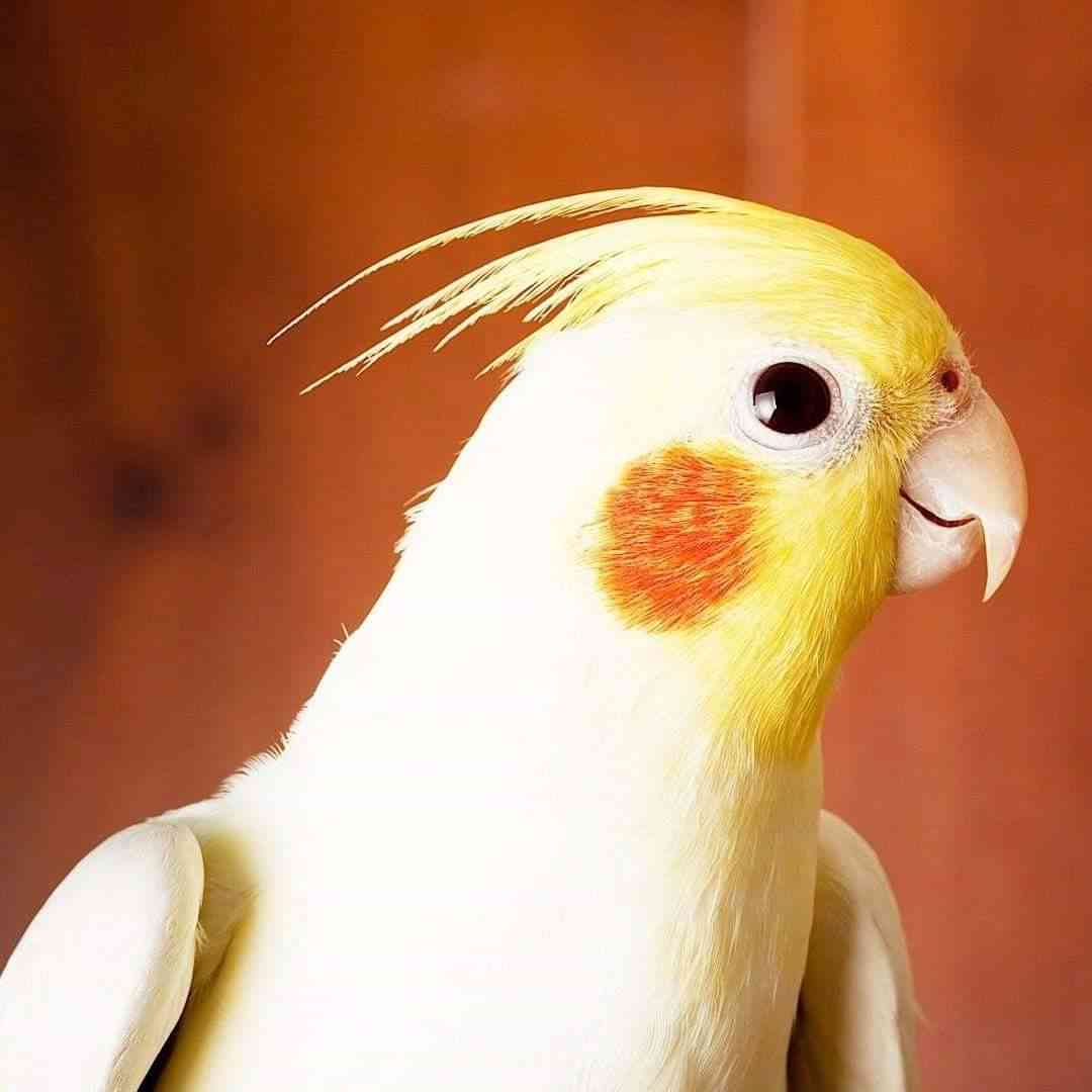 عمان جبل النصر المناره                                            


	 				لا تنسَ أنك شاهدت هذا الإعلان في عنكبوت            
	 				
                                جوز كوكتيل ماشاءالله بلدي بداي...