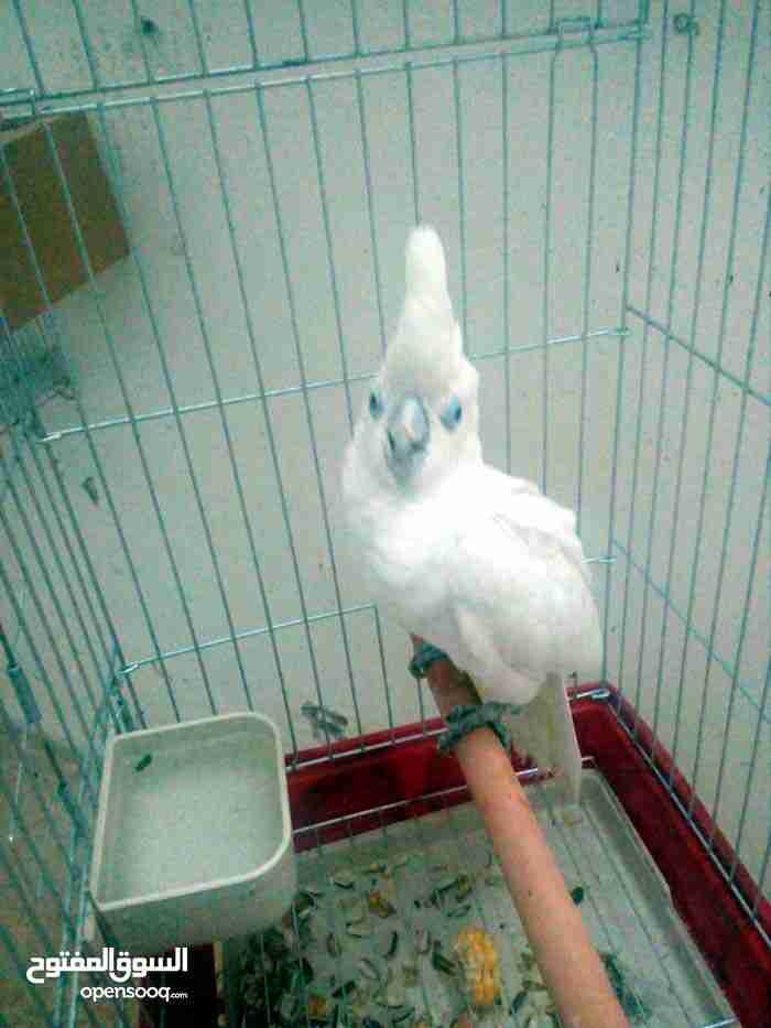 ببغاء كوكاتو انثى ببغاء هادئه جدا للبيع
لا تنسَ أنك شاهدت هذا الإعلان في عنكبوت
ببغاء كوكاتو...