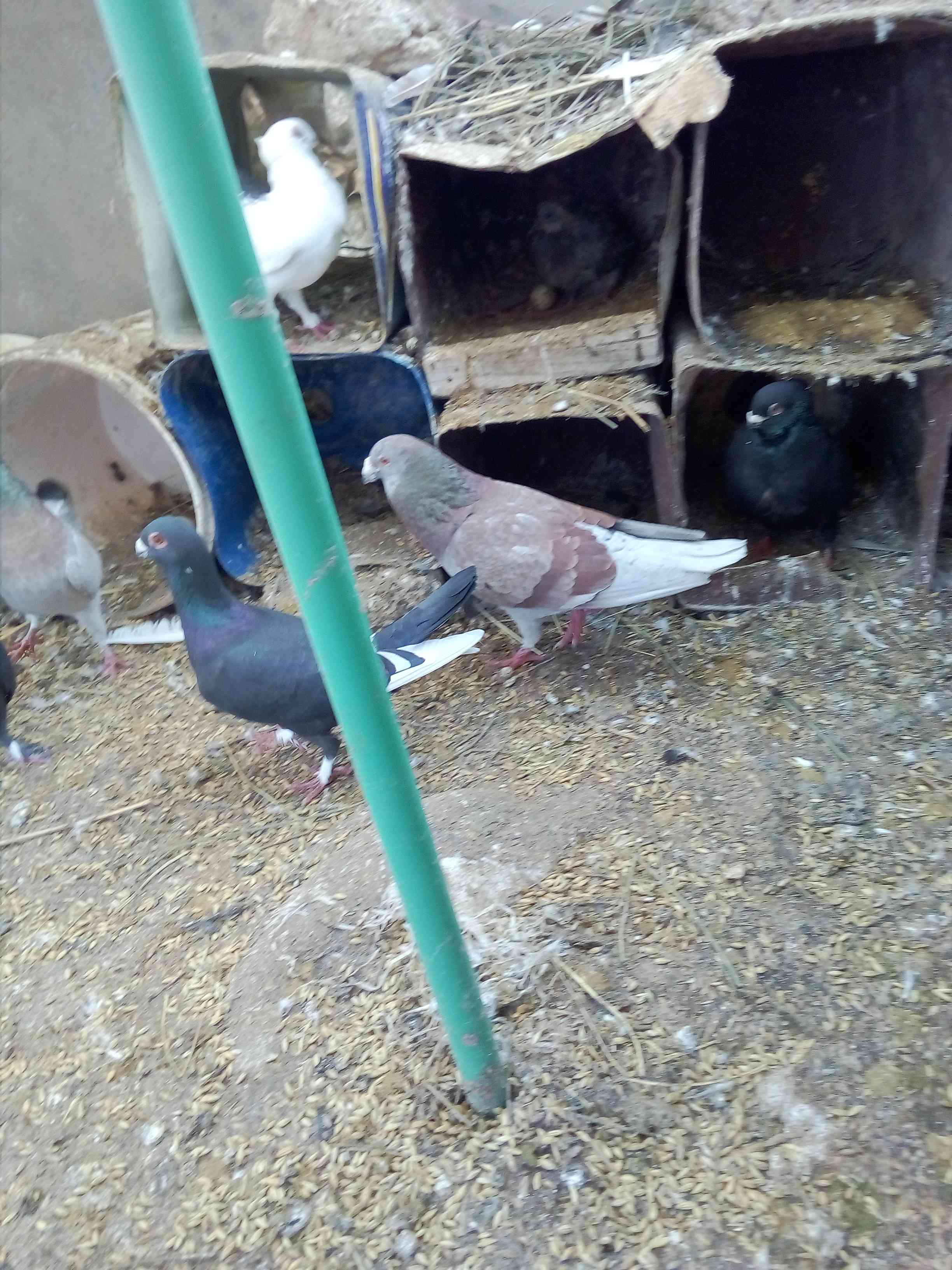 حمام للبيع                                            


	 				لا تنسَ أنك شاهدت هذا الإعلان في عنكبوت            
	 				
                                حمام للبيع...