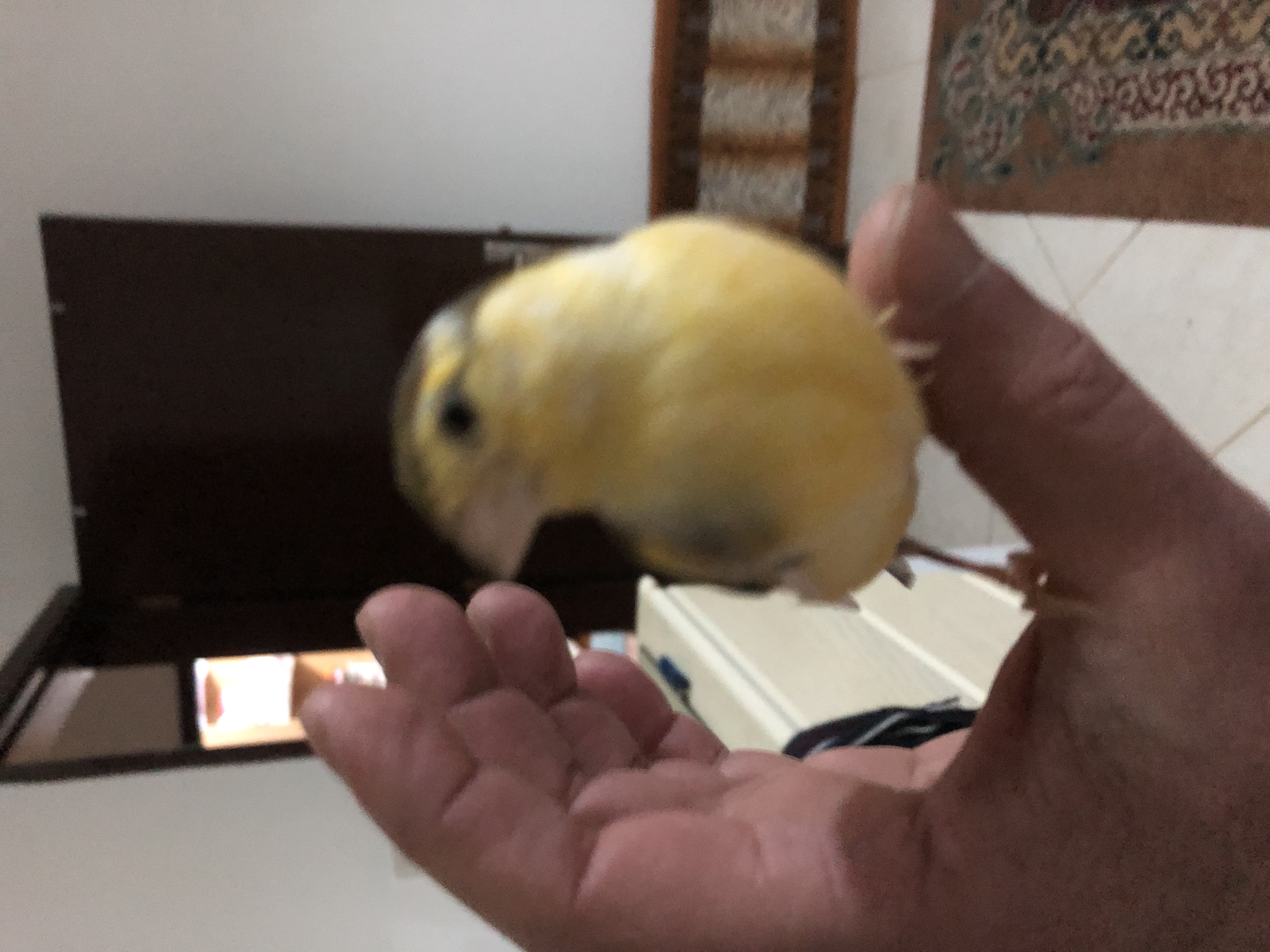 طيور كناري
لا تنسَ أنك شاهدت هذا الإعلان في عنكبوت
عدد 12 طير كناري متنوع
البيع لافضل سعر جم...