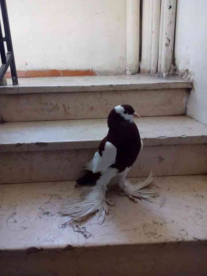 طير نفااخ                                            


	 				لا تنسَ أنك شاهدت هذا الإعلان في عنكبوت            
	 				
                                للكش                            

	 				ر...
