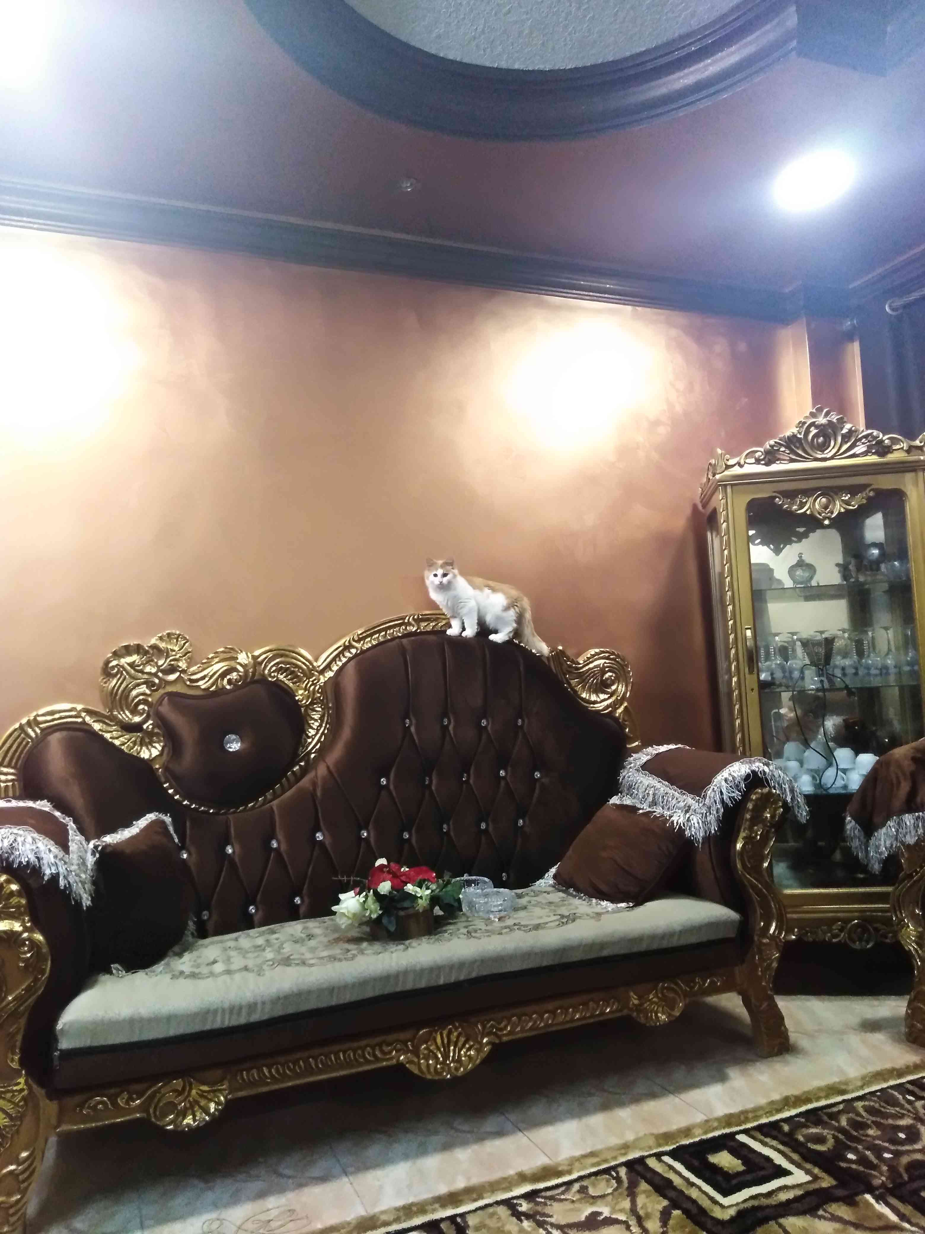 مجموعه اشياء للبيع او البدل
لا تنسَ أنك شاهدت هذا الإعلان في عنكبوت
قطه مع جوازها السفر مع كر...