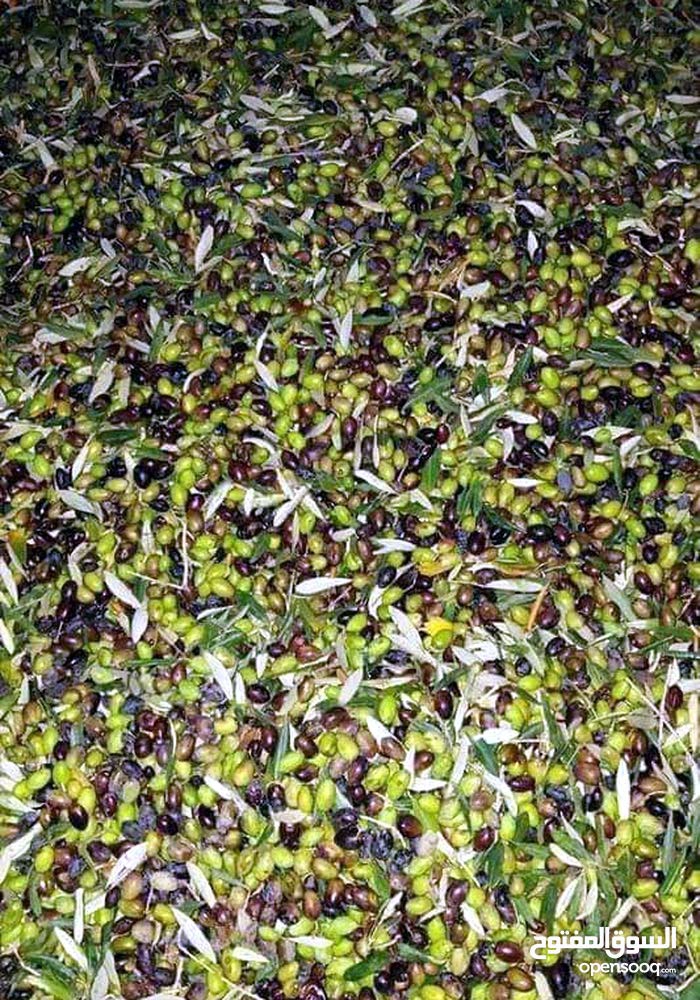 زيت زيتون                                            


	 				لا تنسَ أنك شاهدت هذا الإعلان في عنكبوت            
	 				
                                يوجد لادينا زيت زيتووون بلادي السعرعند التص...