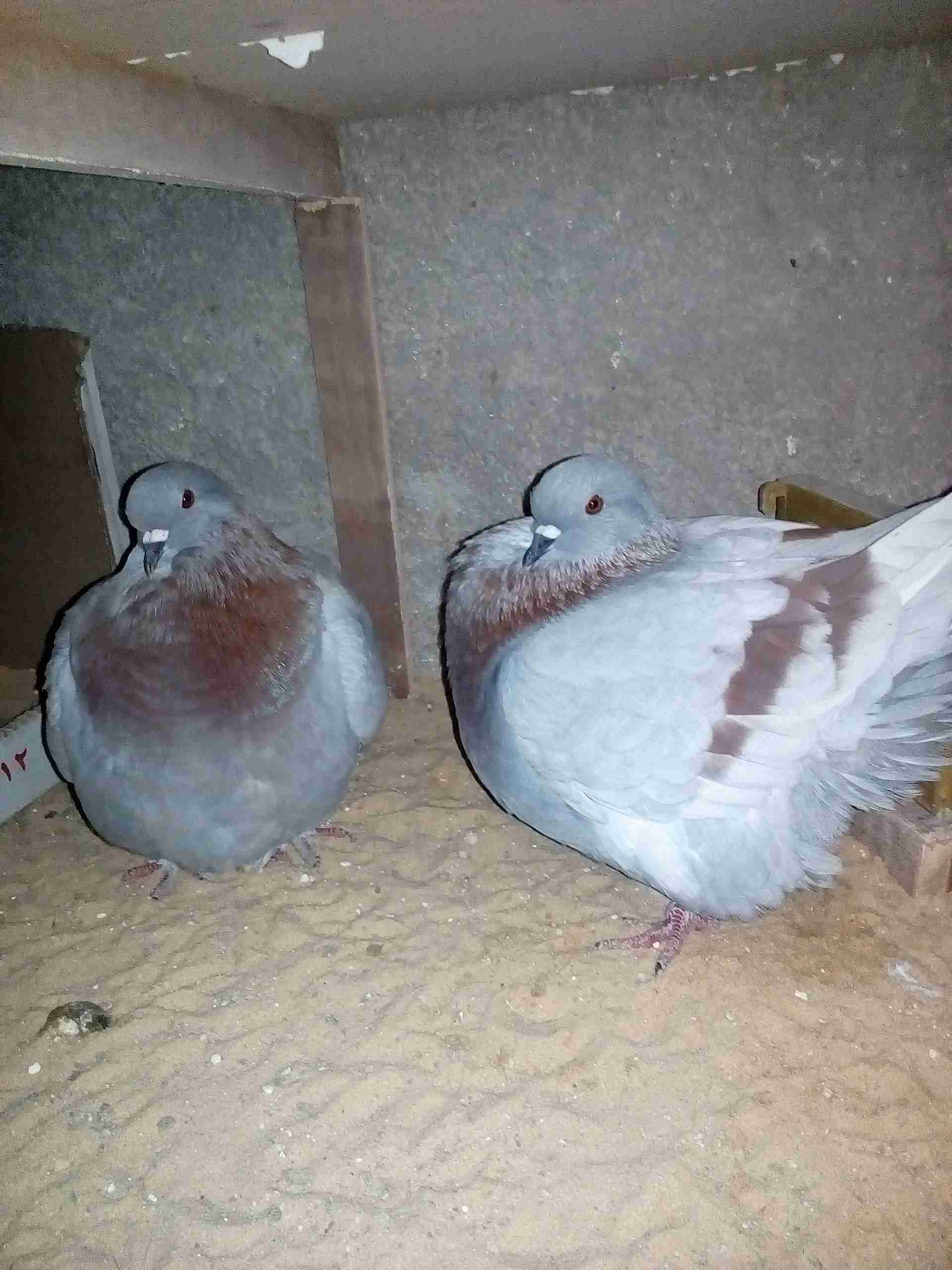 جوز كنك فريش بايض                                            


	 				لا تنسَ أنك شاهدت هذا الإعلان في عنكبوت            
	 				
                                ما شااالله جوز كنك...