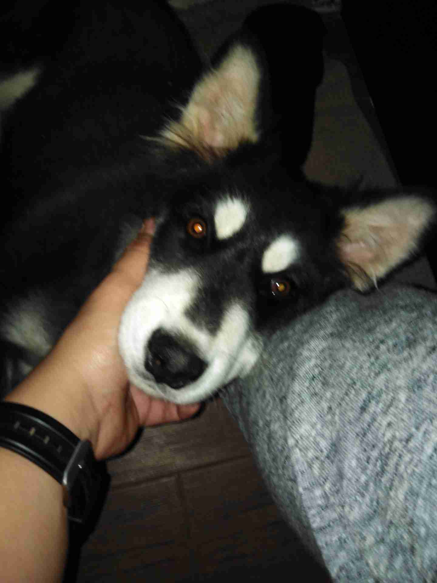 Siberian Husky // هاسكي
لا تنسَ أنك شاهدت هذا الإعلان في عنكبوت
للجادين فقط
العمر: 4.5 شهر...