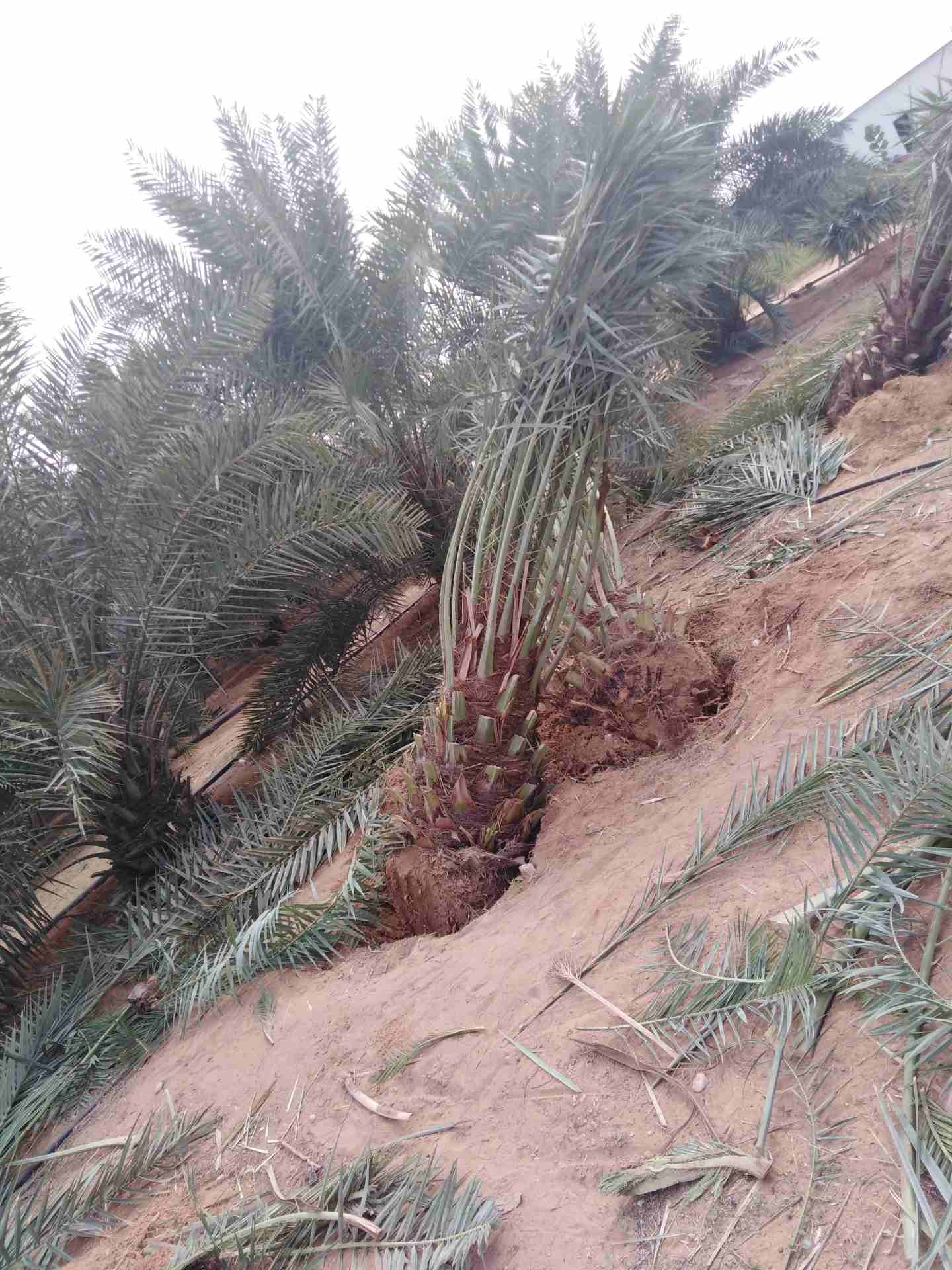 نخيل للبيع
لا تنسَ أنك شاهدت هذا الإعلان في عنكبوت
يوجد لدينا جميع انواع النخيل بجميع الانواع وال...