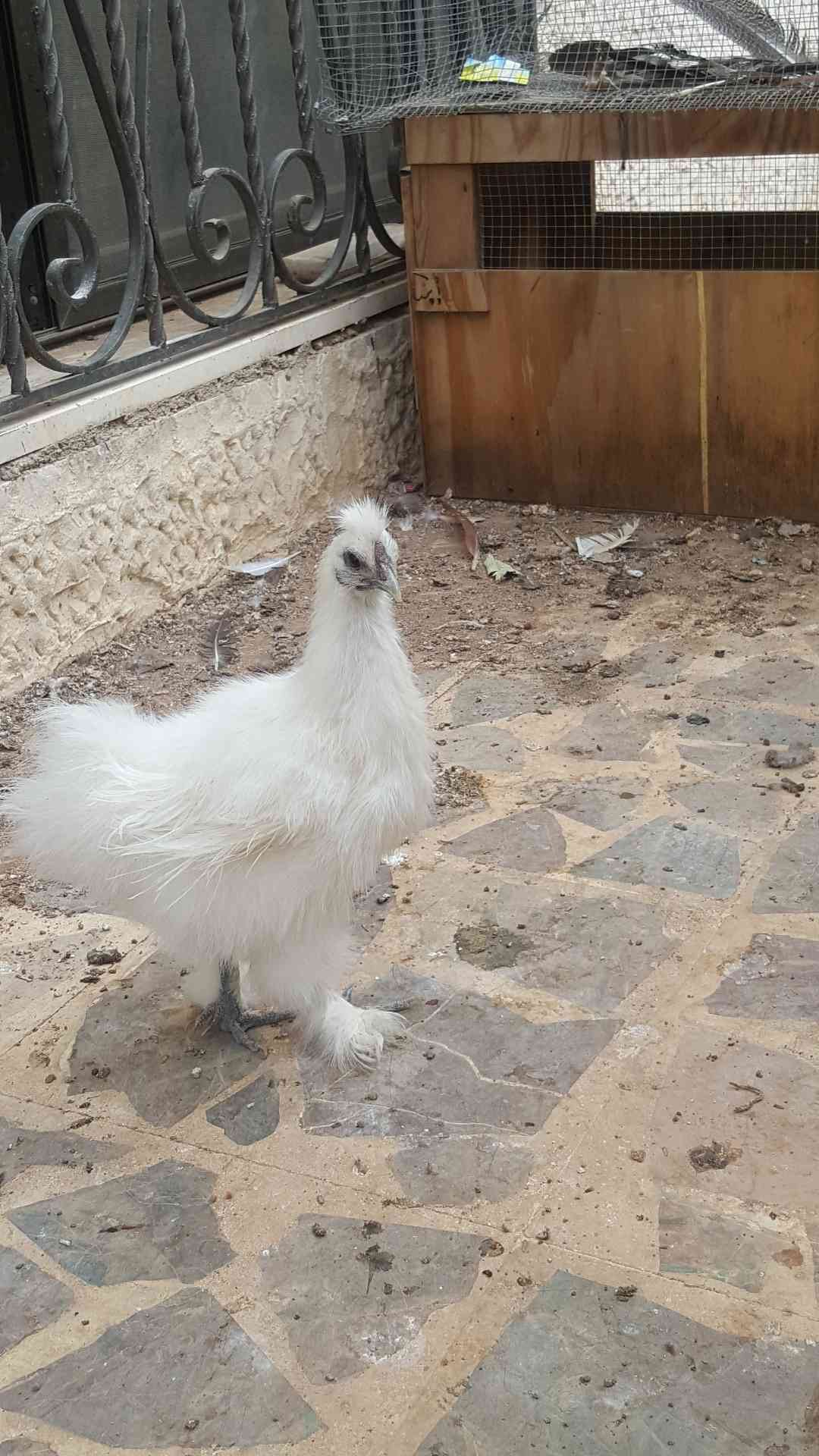 حبشه فرنسي ابيض  حجم جامبو     دجاجه مصوفه                                            


	 				لا تنسَ أنك شاهدت هذا الإعلان في عنكبوت            
	 				
                                عمر   8 شه...