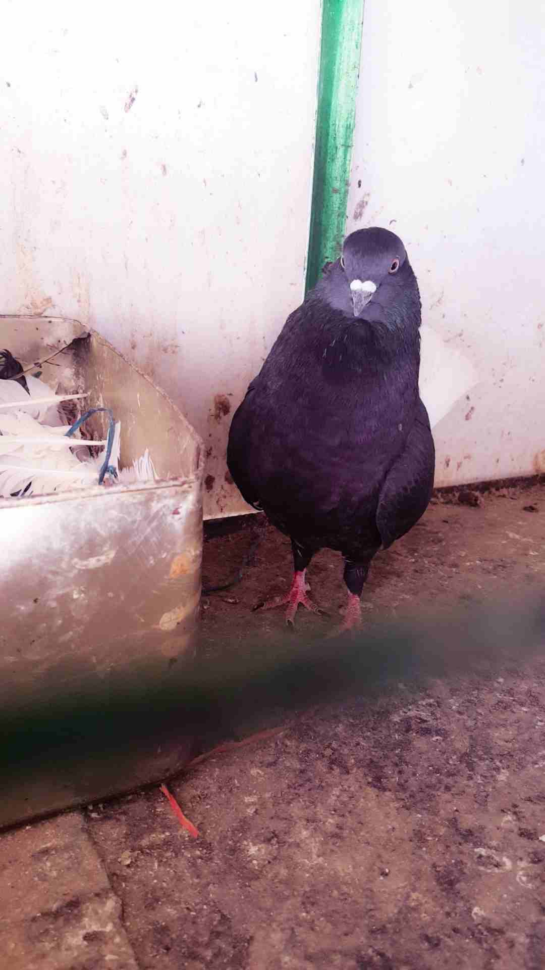 حمام جواز شغاله 100% بدل على كنار
لا تنسَ أنك شاهدت هذا الإعلان في عنكبوت
جواز حمام شغاله مع فراخ...