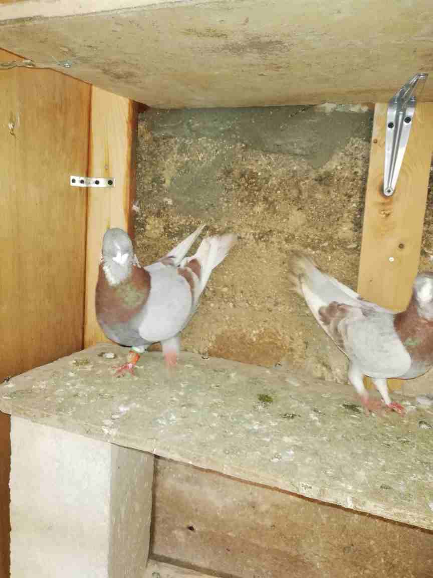 5 جواز وفردة
لا تنسَ أنك شاهدت هذا الإعلان في عنكبوت
جوز رياحنة طرد ع بيض
جوز بناديق بغادنة
جوز...
