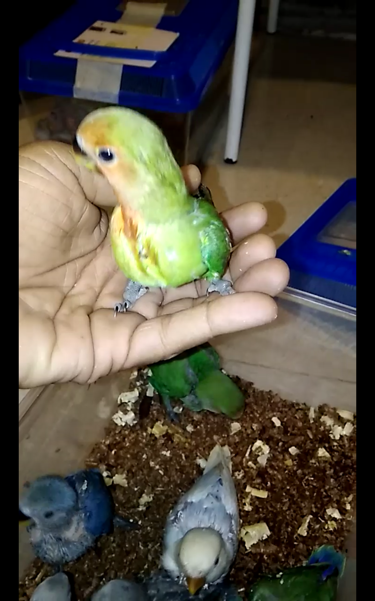 فروخ روز غر بالوان مختلفه
لا تنسَ أنك شاهدت هذا الإعلان في عنكبوت
للبيع فروخ روز اعمارهم من 2...