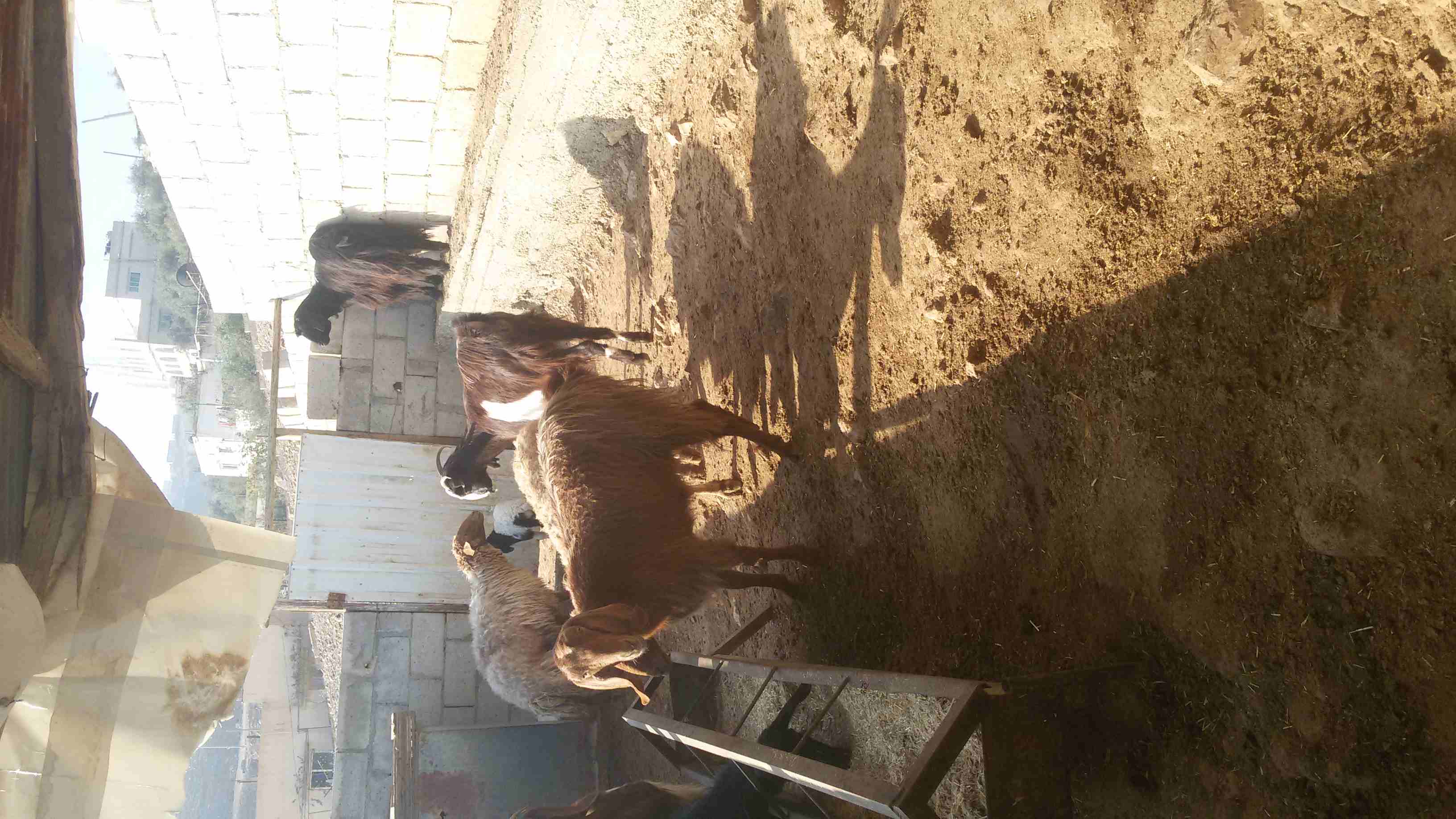 ماعز وغنم للبيع
لا تنسَ أنك شاهدت هذا الإعلان في عنكبوت
5 ثنايا هادات
1عنز هاده
2 نعجتين معهن خ...
