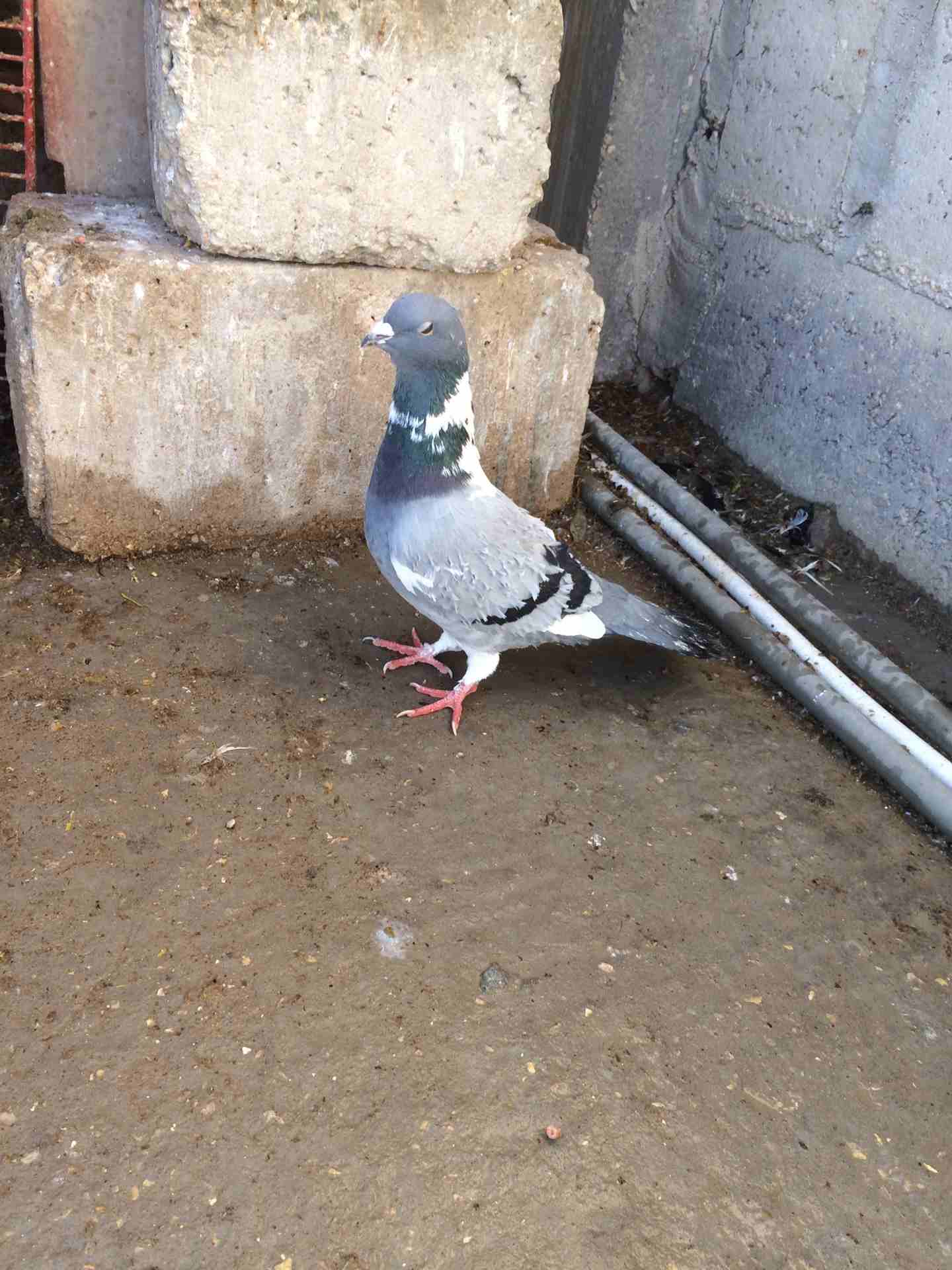 طيره برشه وفحل بولندي وطيره مرقعاي للبدل
لا تنسَ أنك شاهدت هذا الإعلان في عنكبوت
حمام للبدل او لل...