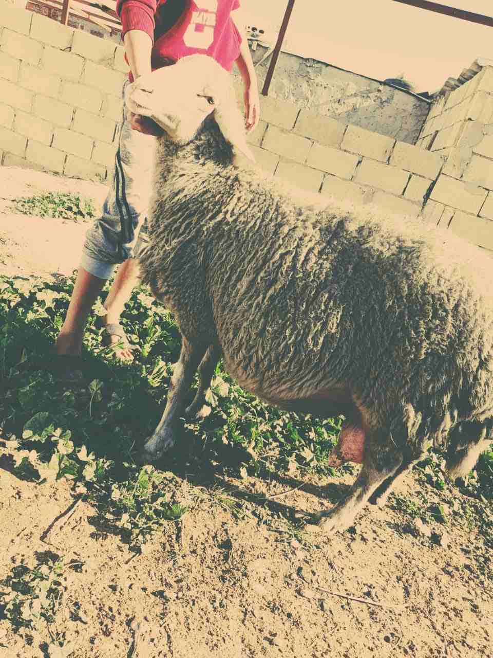 نعاج عساف اصلي للبيع او للبدل عل باص)(انا مجرد ناشر لا اتابع تعليقات)
لا تنسَ أنك شاهدت هذا الإعلان في عنكبوت...