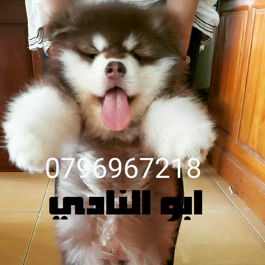 Gaint Alaskan Malamute                                            


	 				لا تنسَ أنك شاهدت هذا الإعلان في عنكبوت            
	 				
                                بسم الله ما شاء الله ...
متاح...
